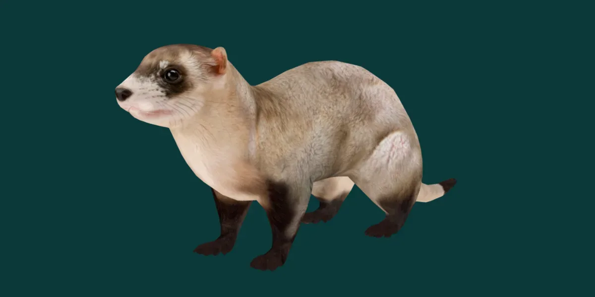 Black Footed Ferret Animal