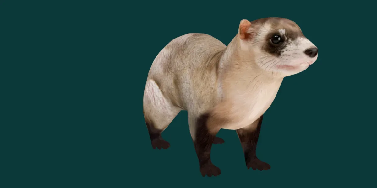 Black Footed Ferret Animal