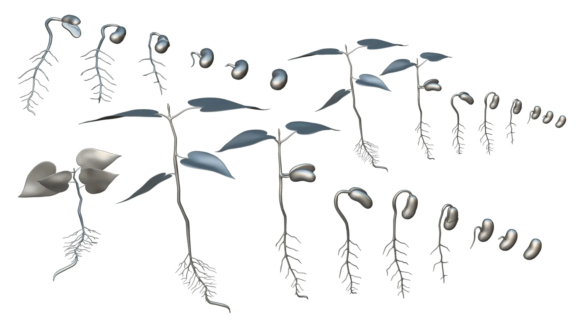 Process Of Seed Germination FlippedNormals