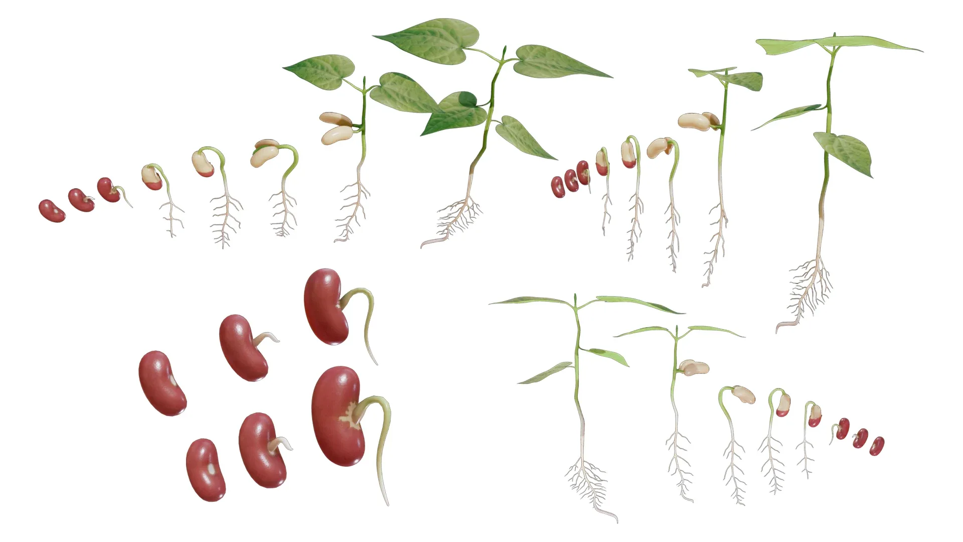 Process Of Seed Germination