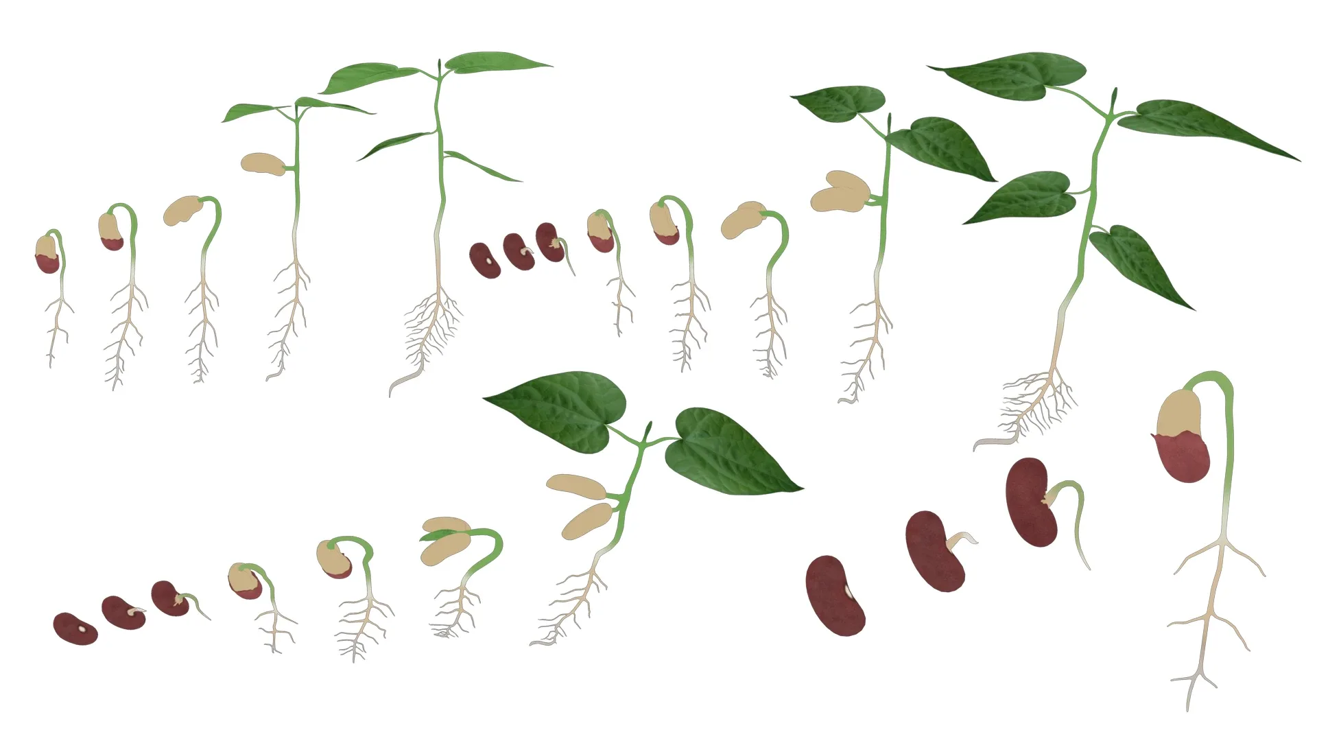 Process Of Seed Germination