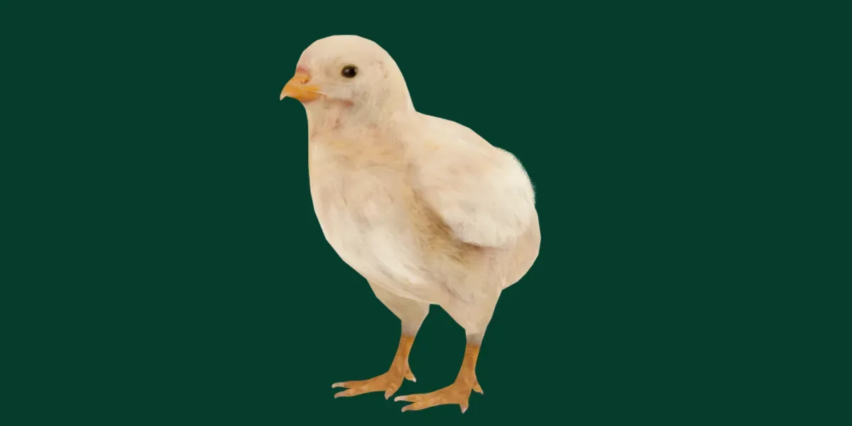 Chick