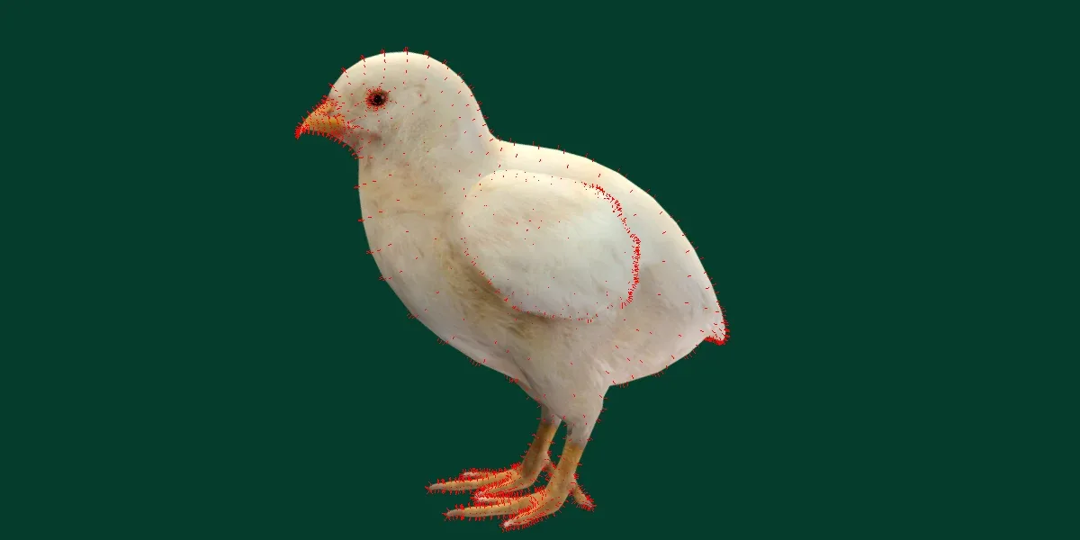 Chick