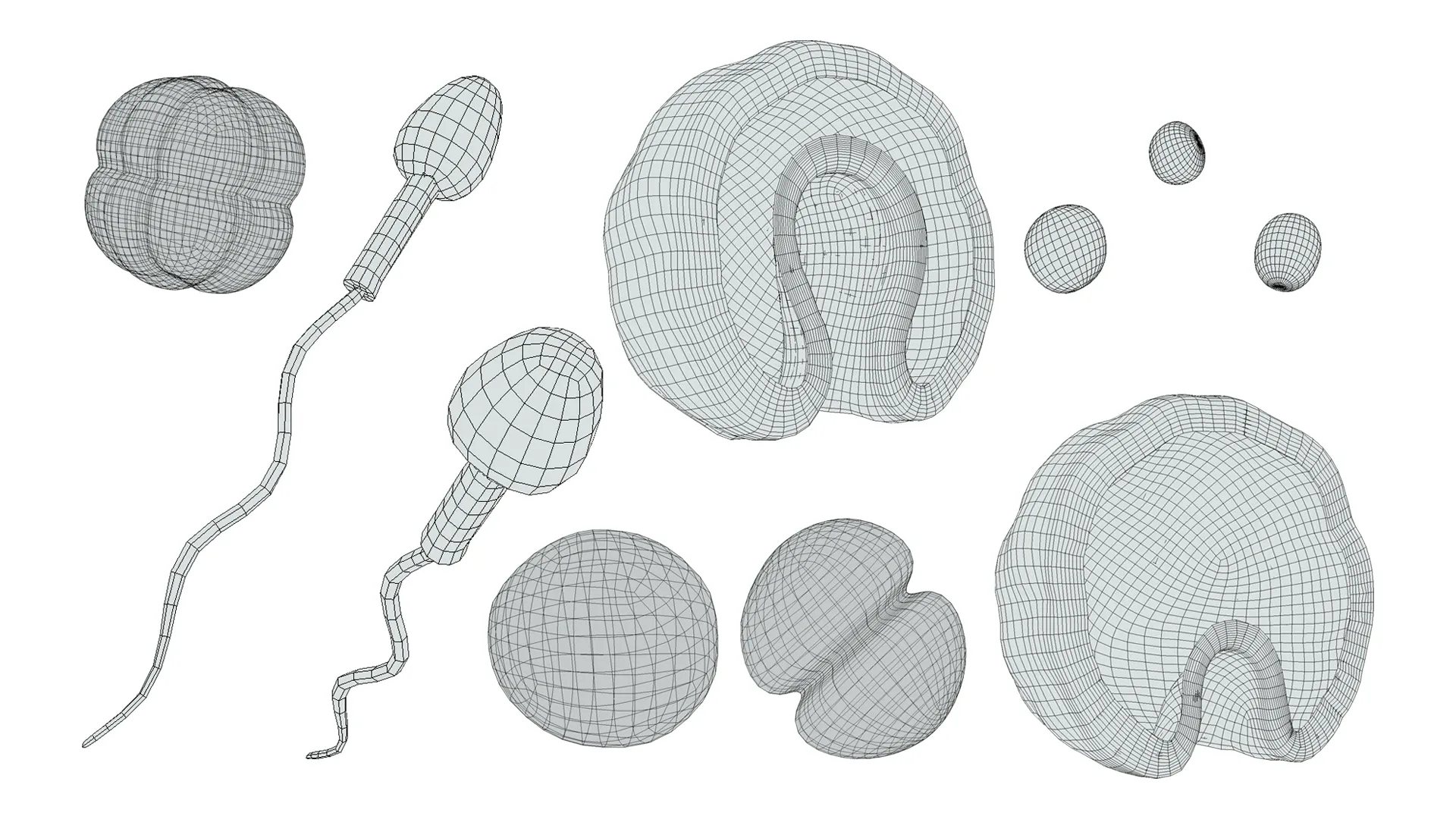 Human Embryonic Development