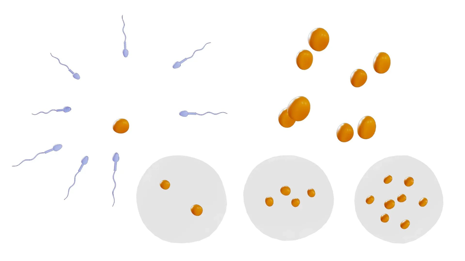 Human Embryonic Development