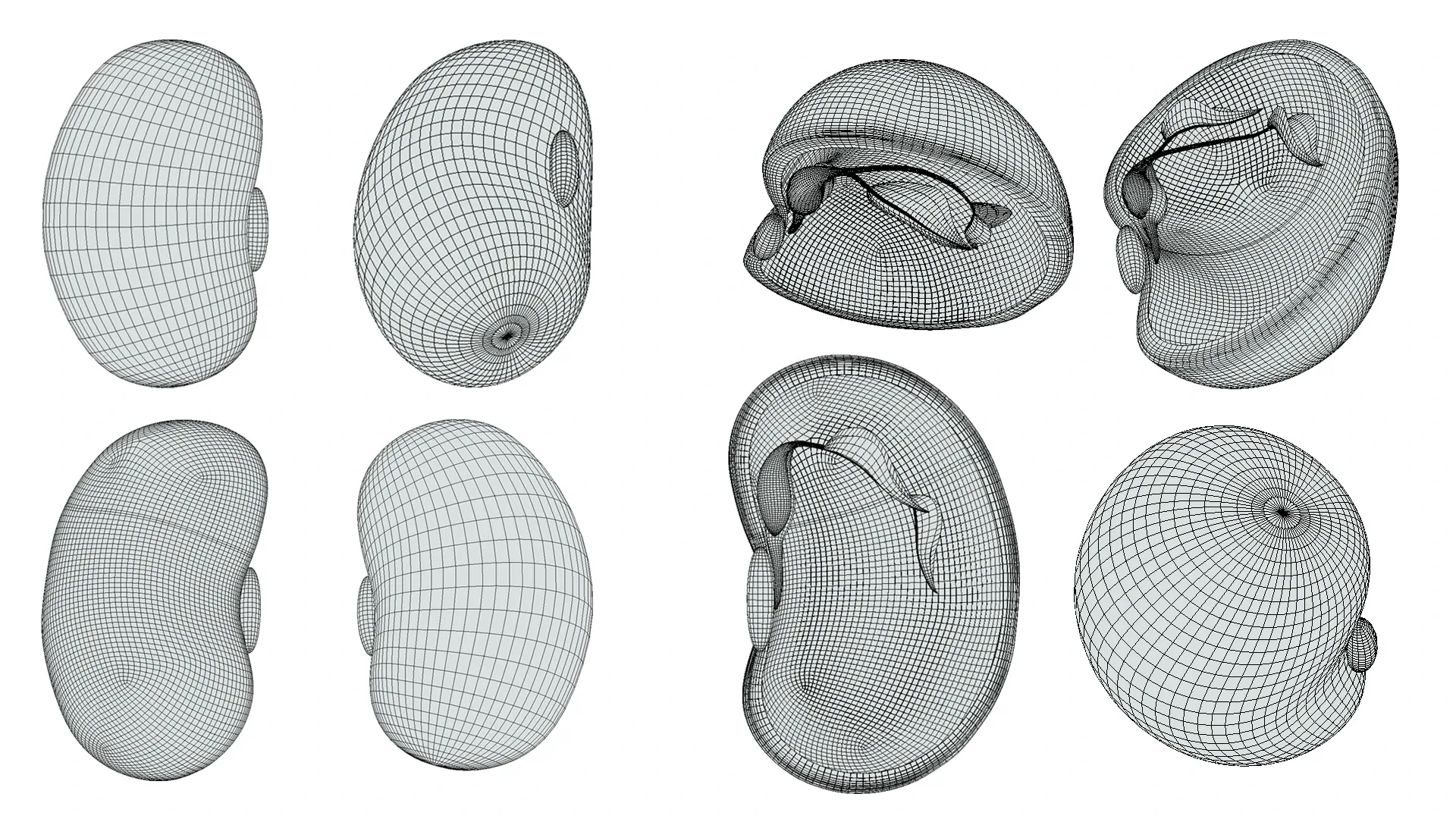 Anatomy of A Bean Seed