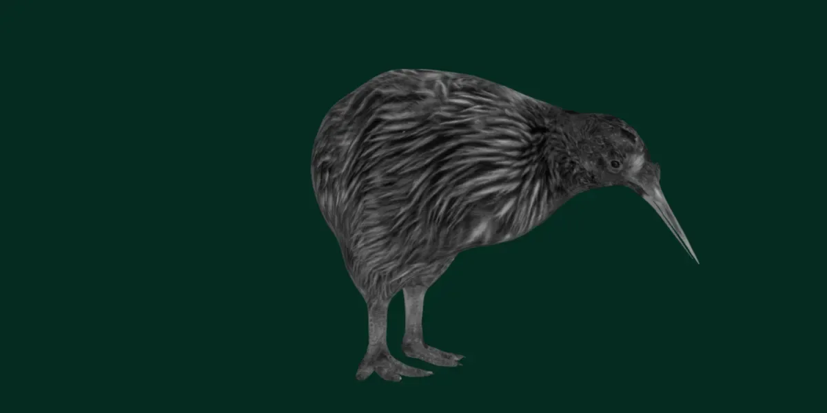 Kiwi Flightless Bird Animal