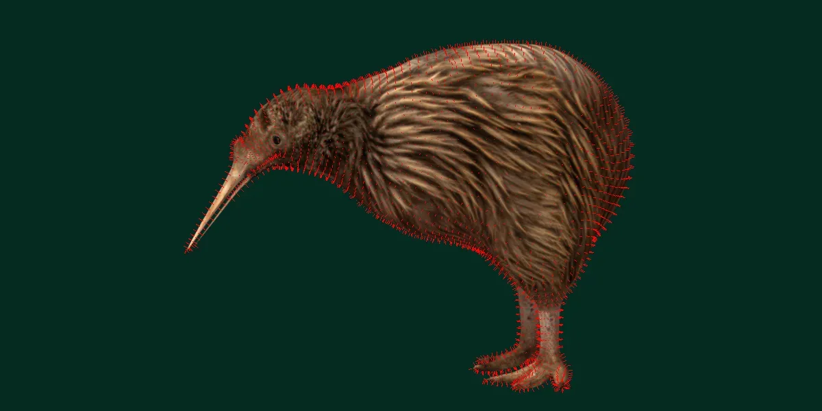 Kiwi Flightless Bird Animal