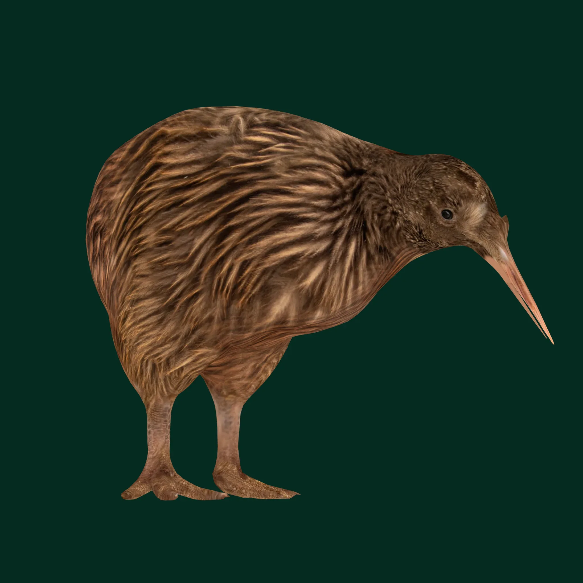 Kiwi Flightless Bird Animal