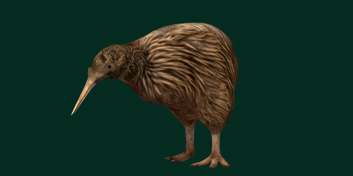 Kiwi Flightless Bird Animal