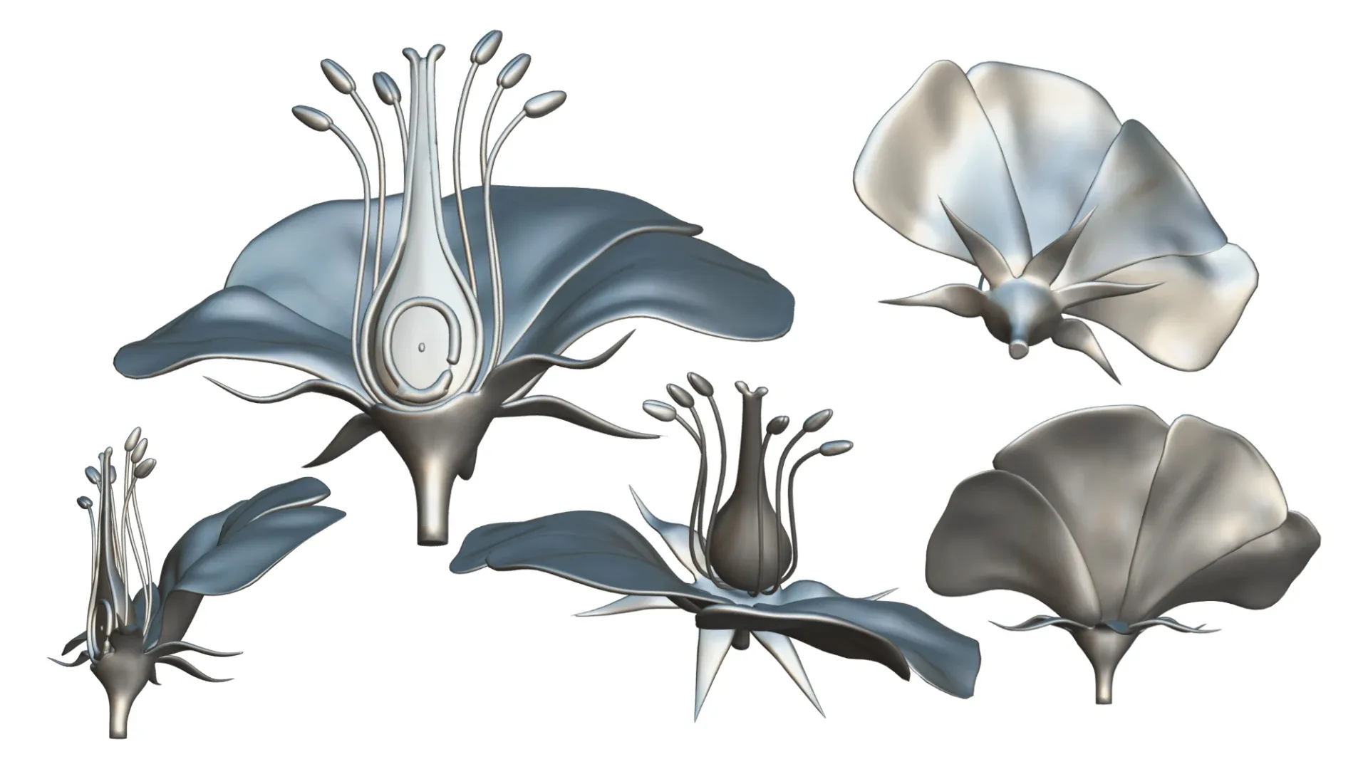 Anatomy of A Flower