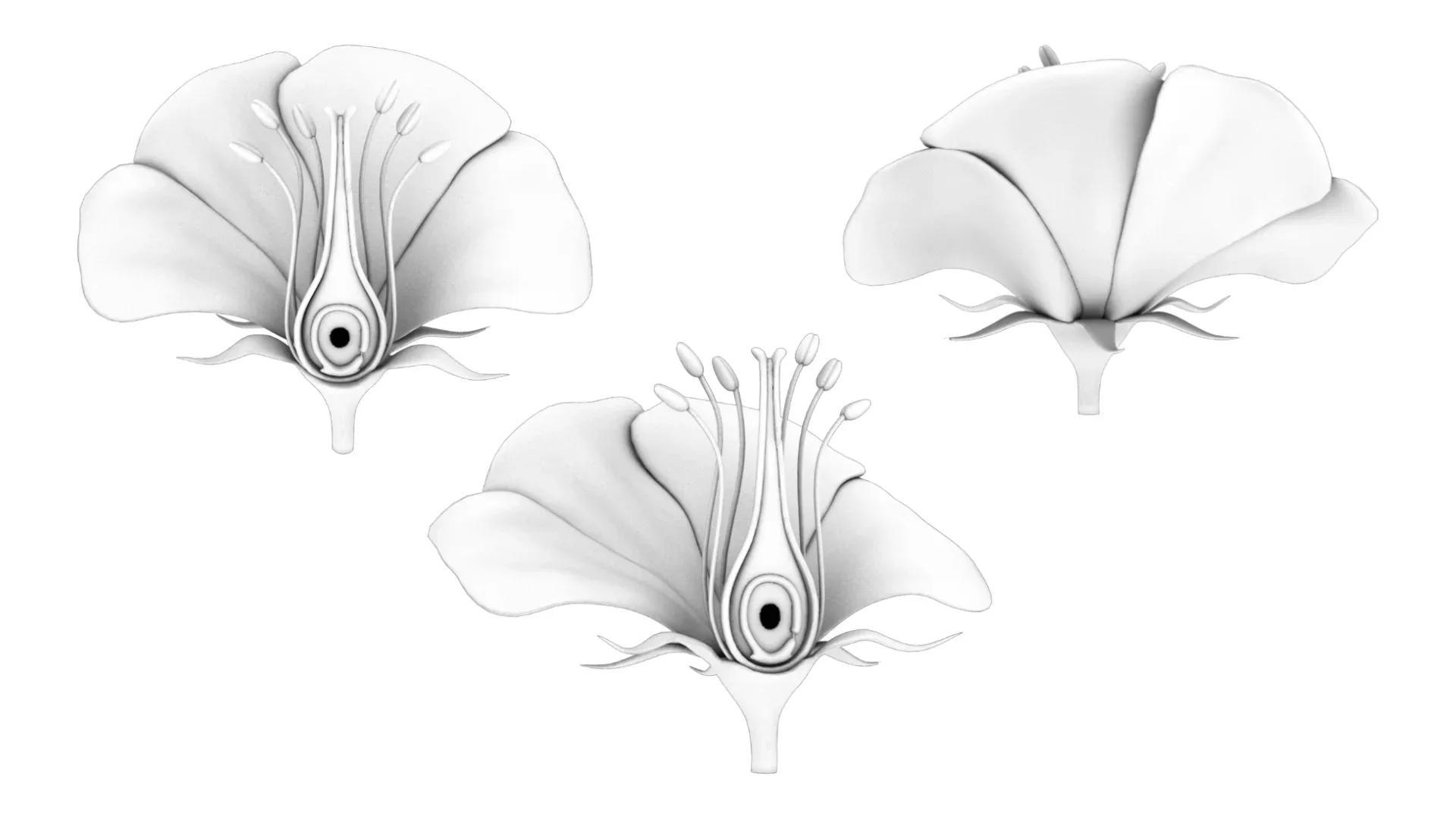 Anatomy of A Flower