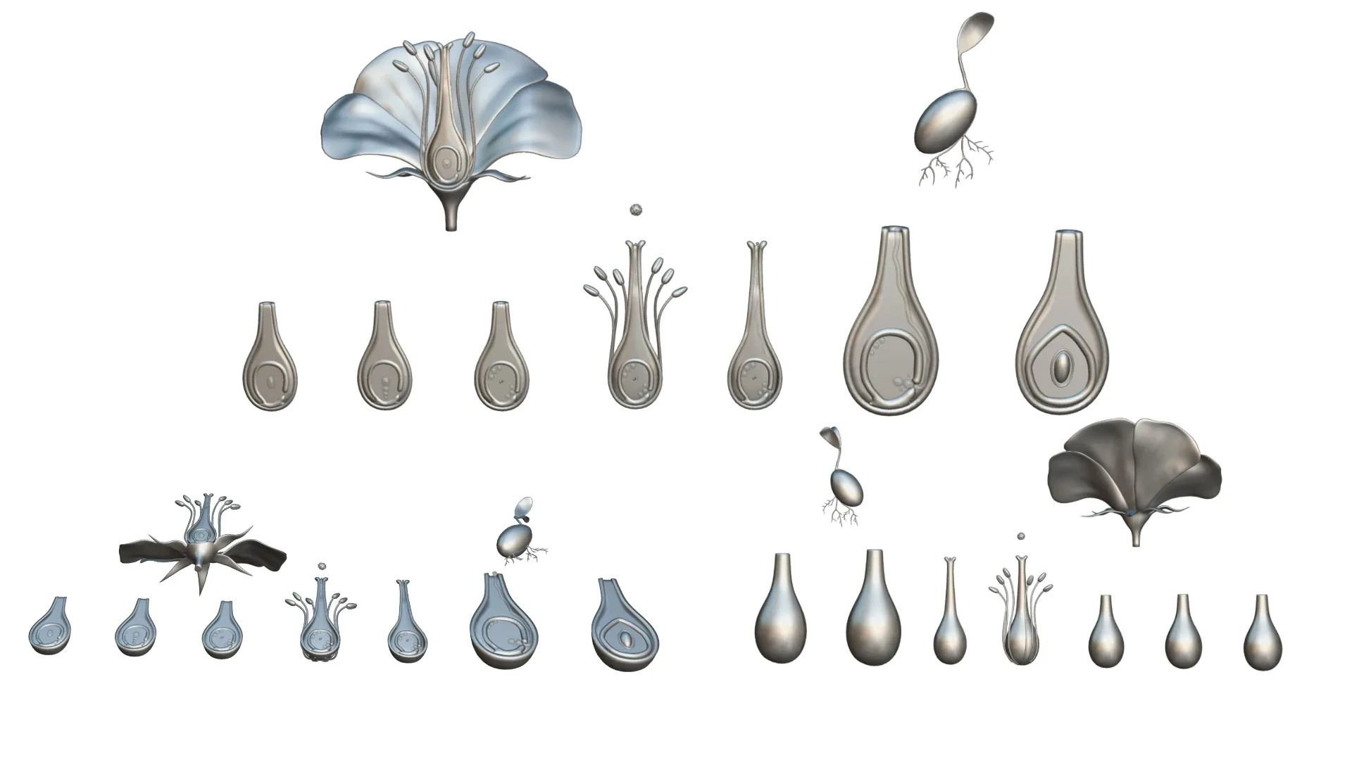 Parts of A Flower - Ovary Stages