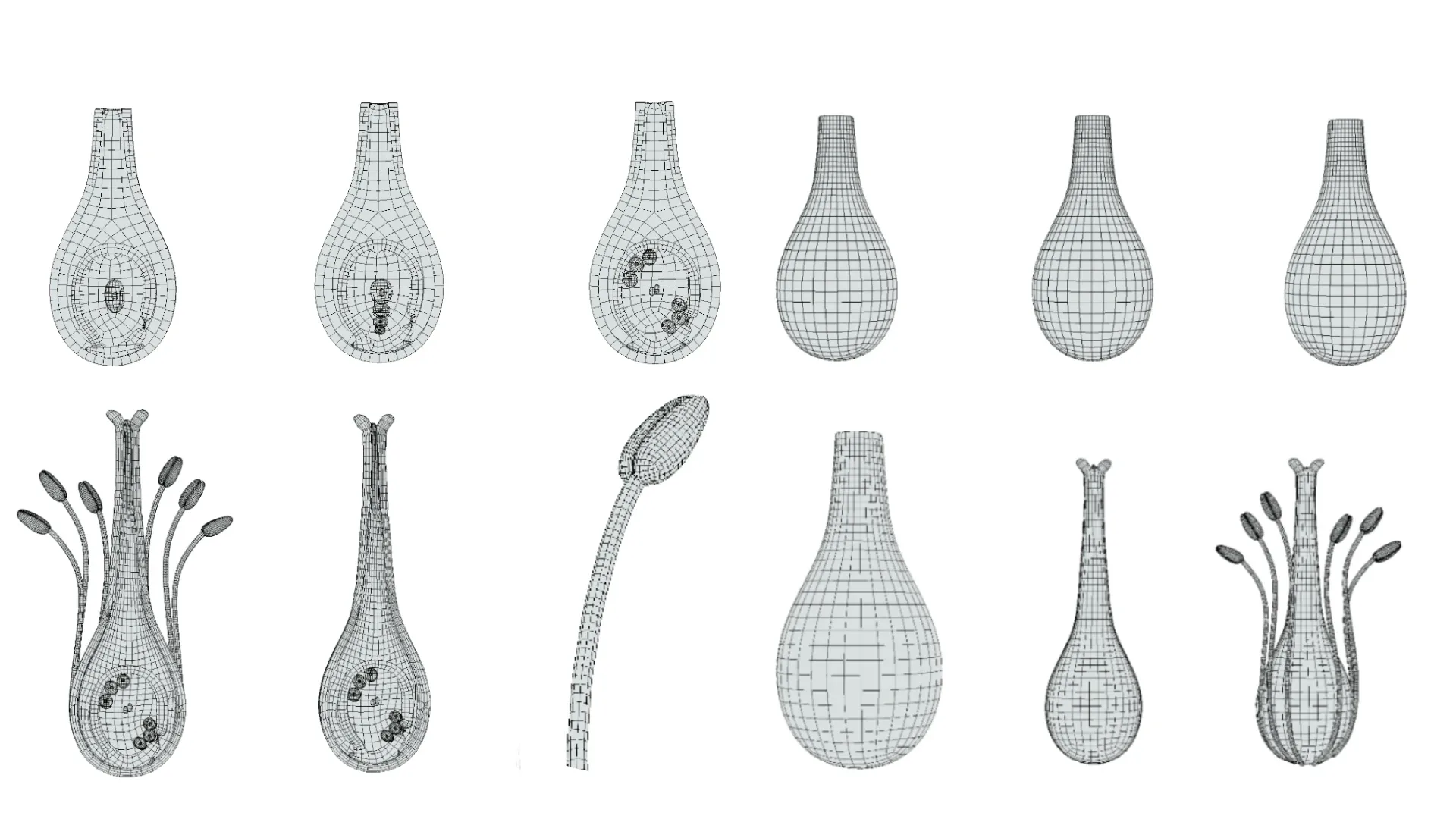 Parts of A Flower - Ovary Stages