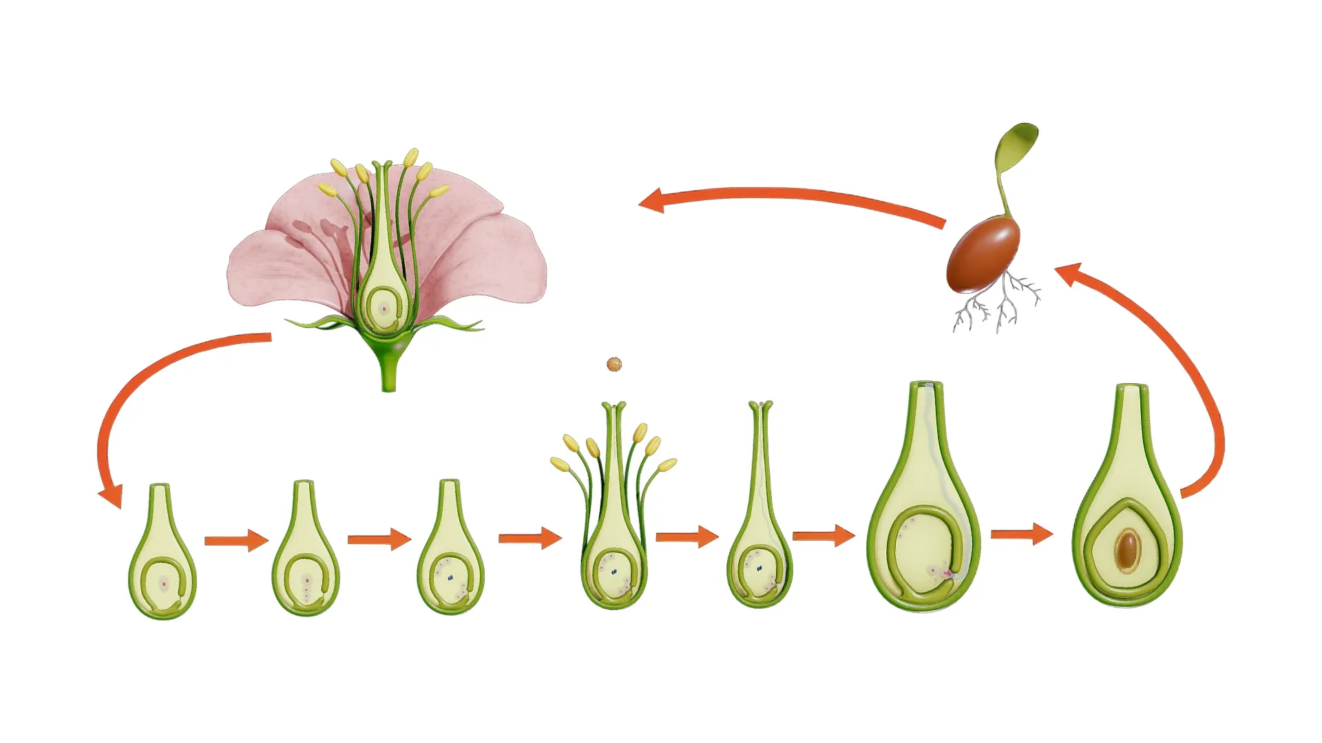 Parts of A Flower - Ovary Stages