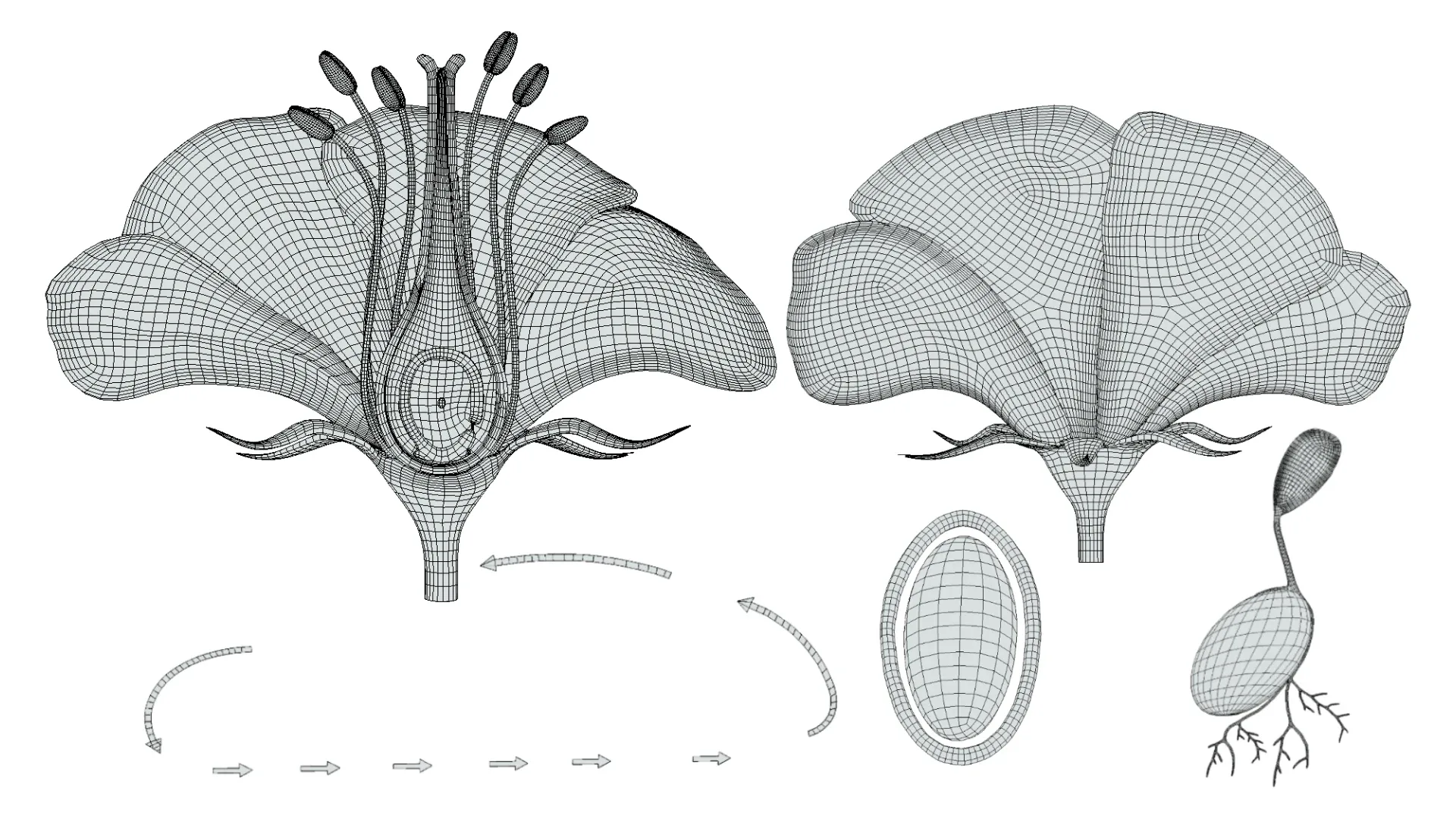 Parts of A Flower - Ovary Stages