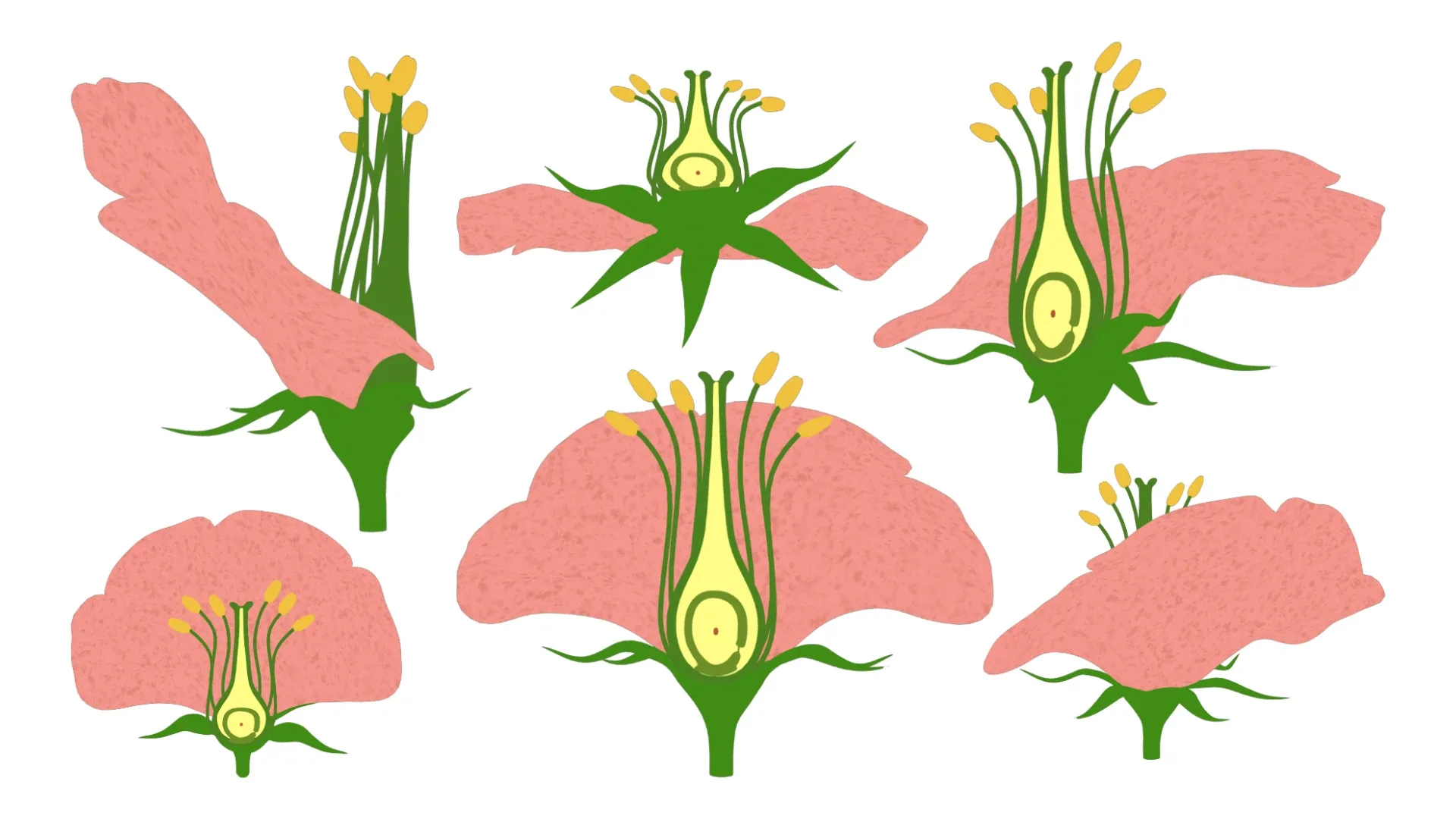 Parts of A Flower - Ovary Stages