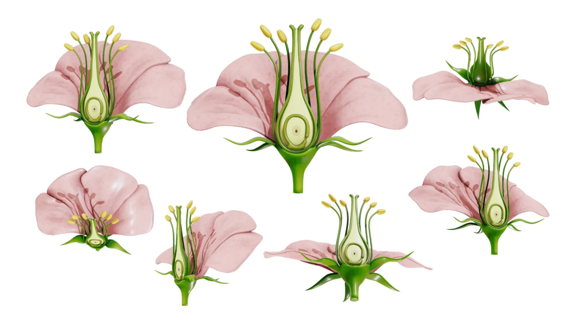 Parts of A Flower - Ovary Stages