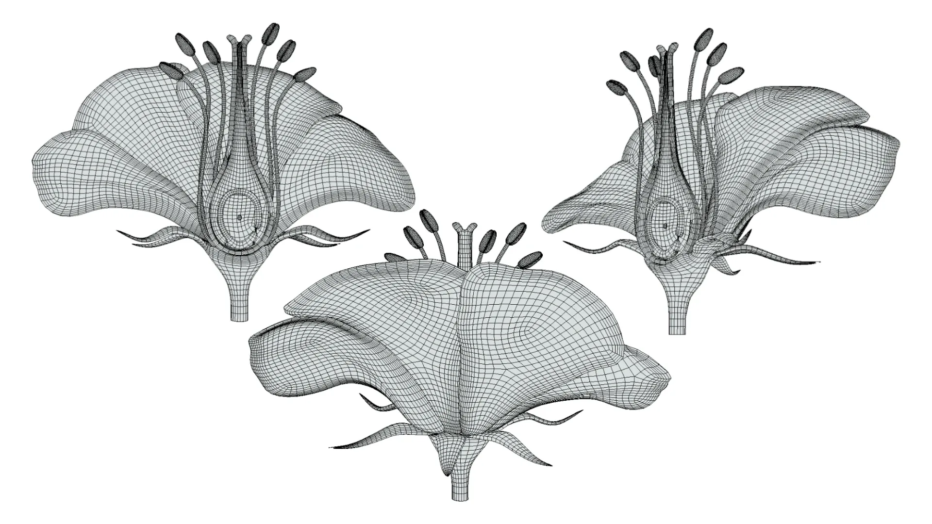 Parts of A Flower - Ovary Stages