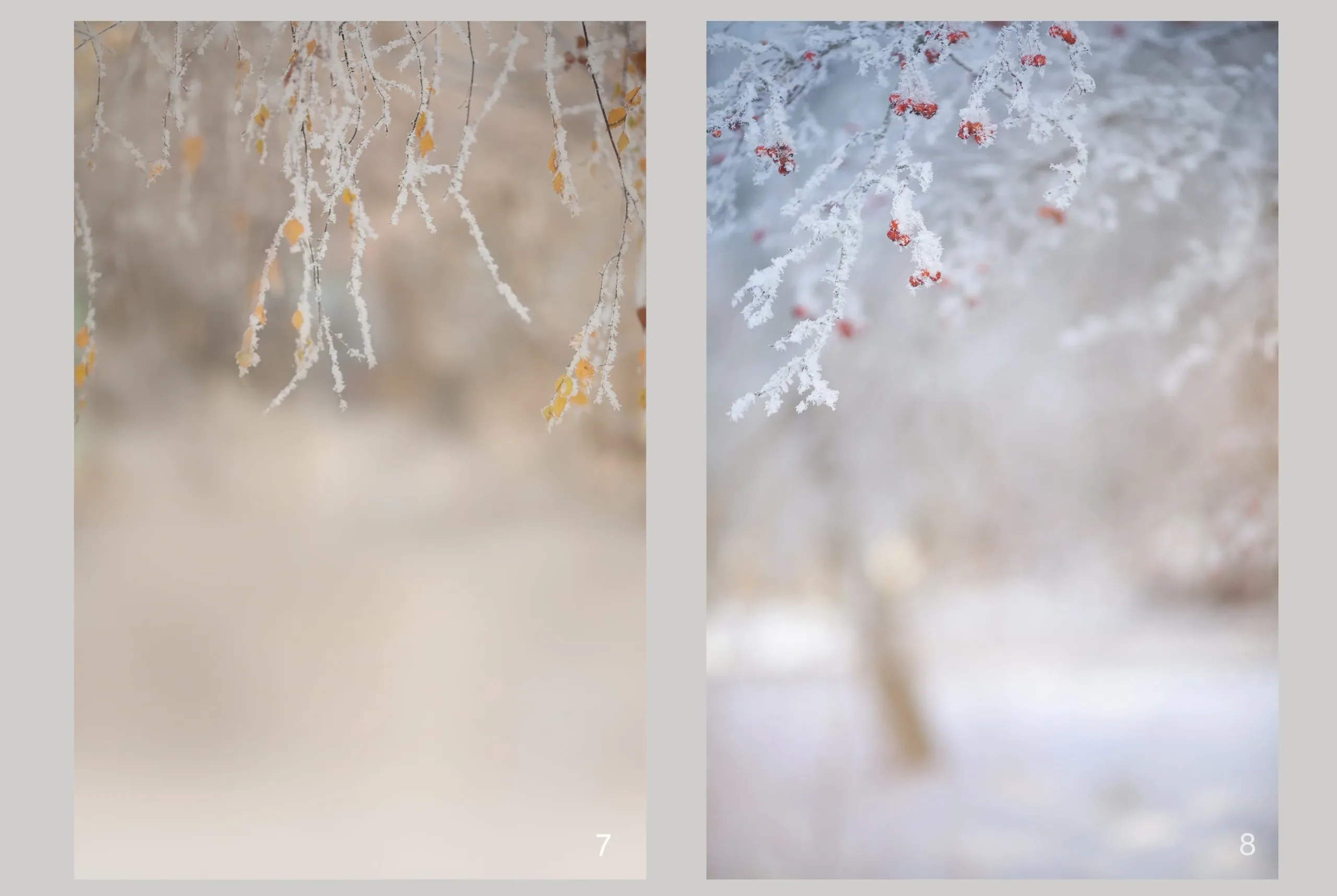 Winter Portrait Backgrounds