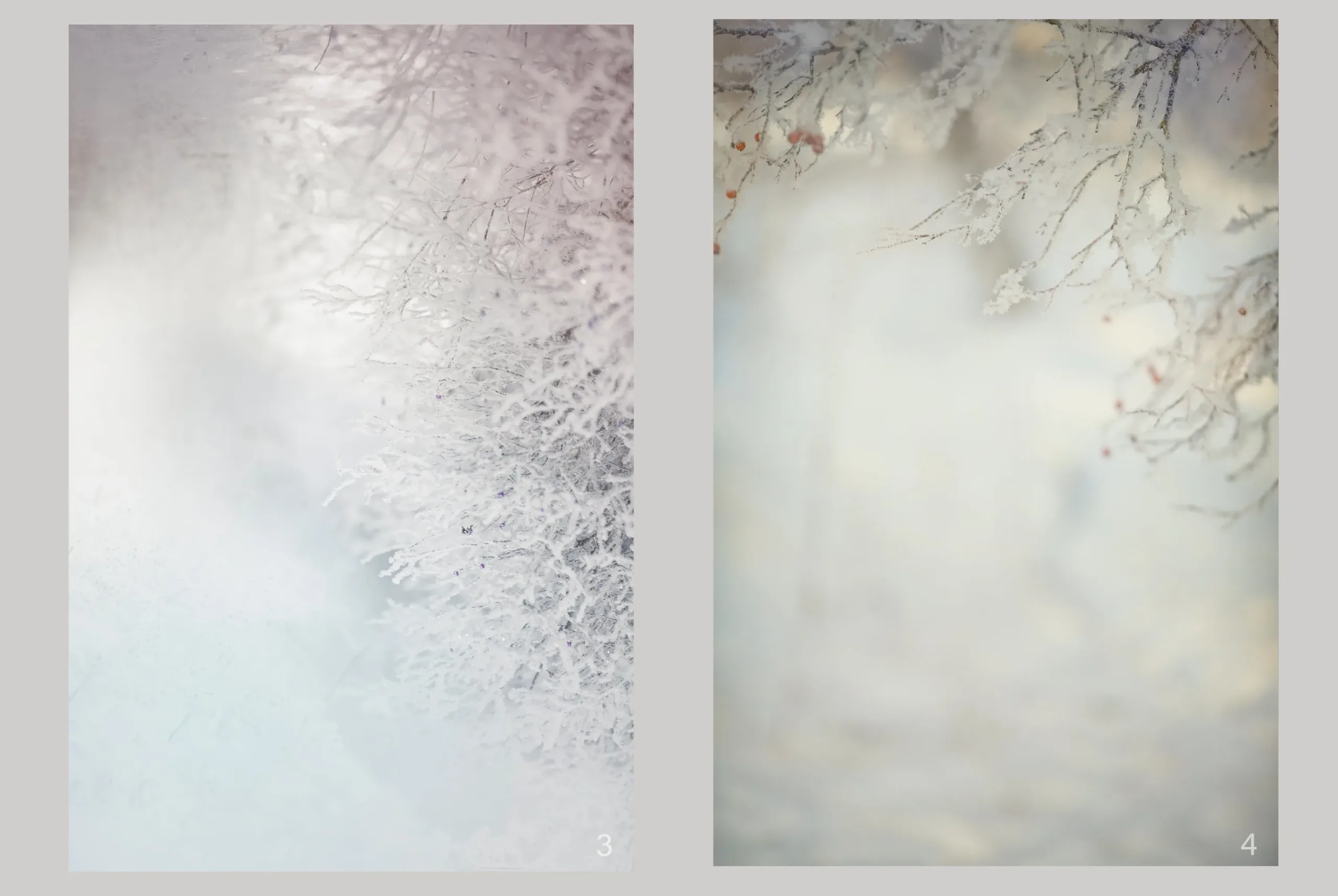 Winter Portrait Backgrounds