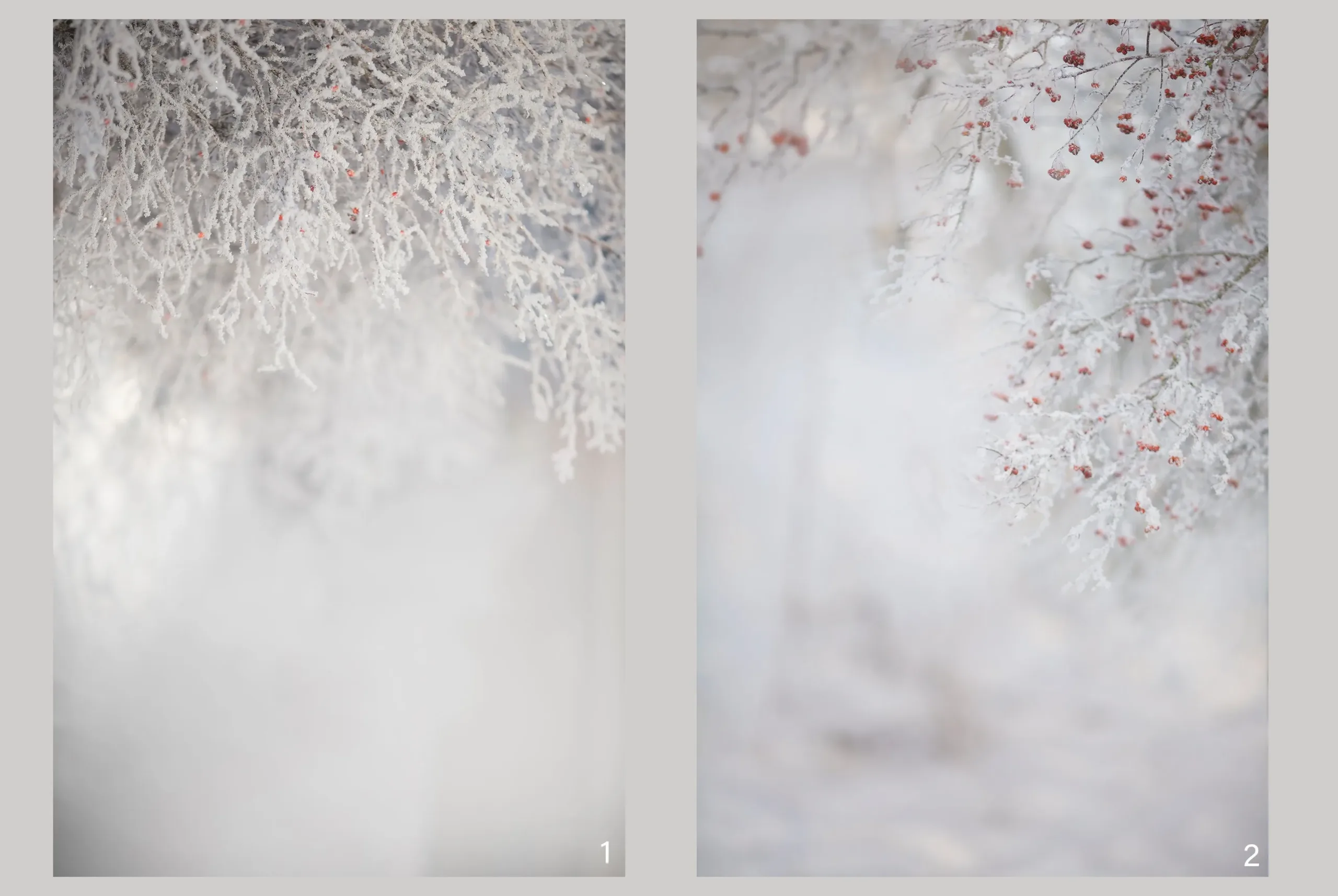 Winter Portrait Backgrounds