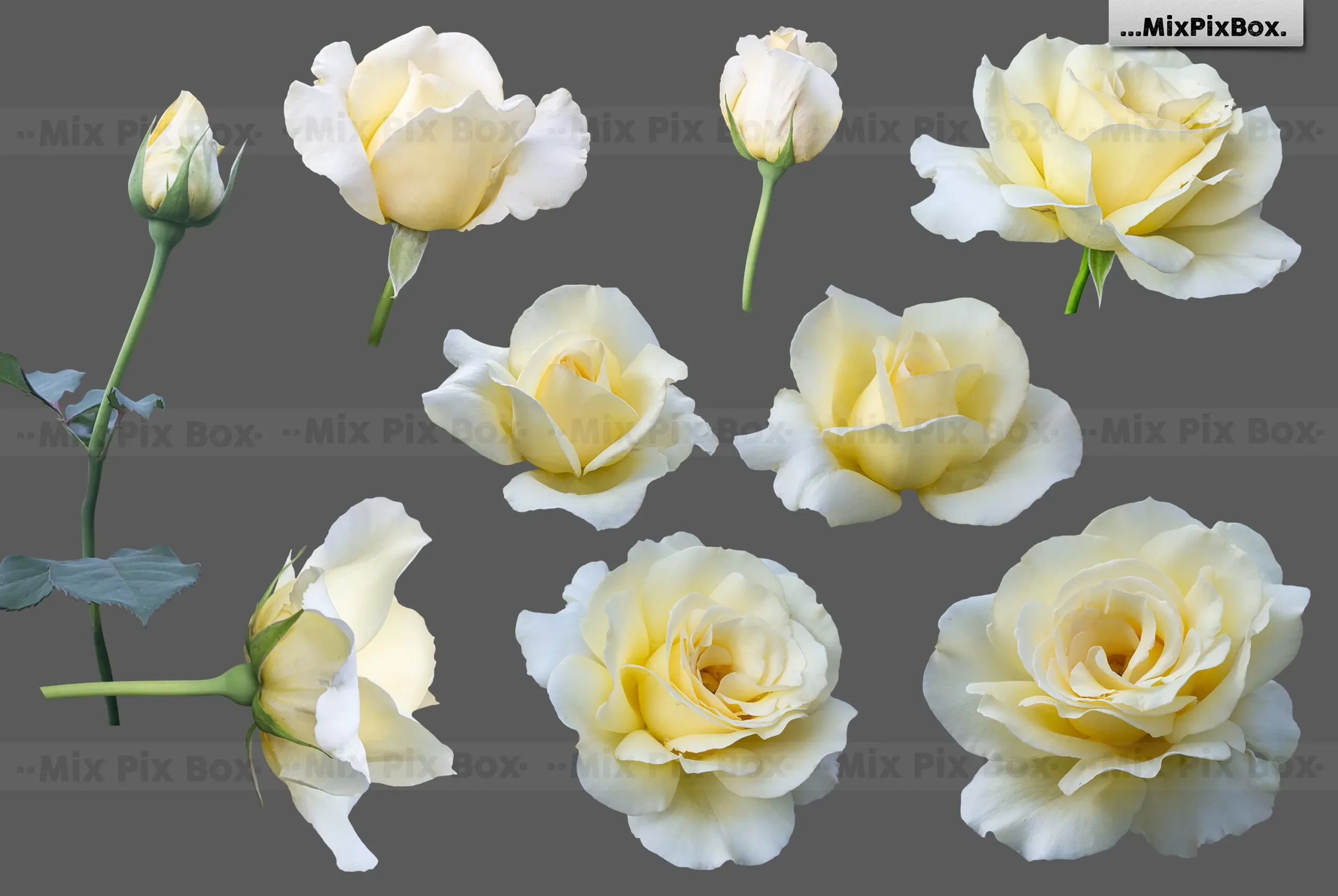 Roses Photo Overlays