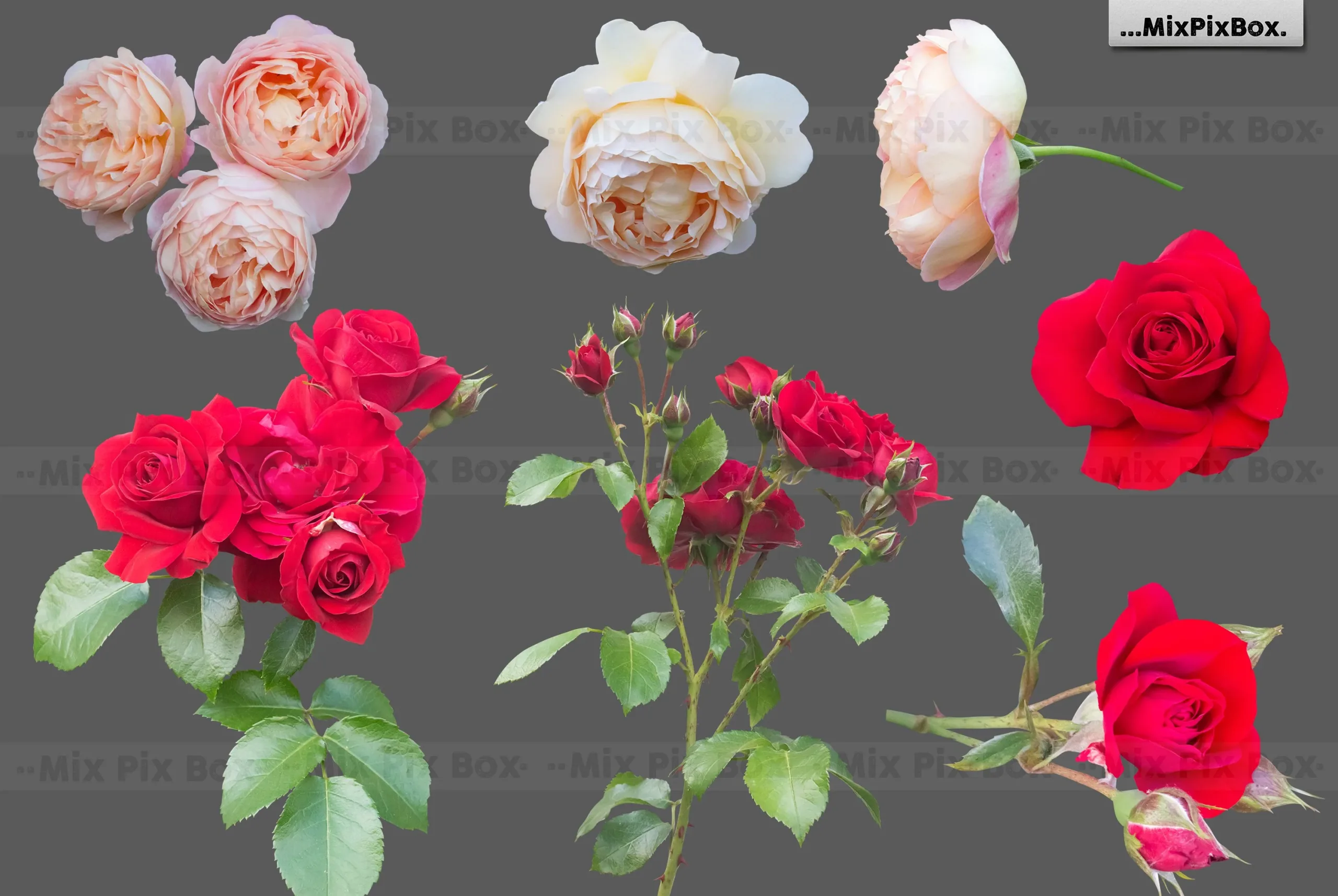 Roses Photo Overlays