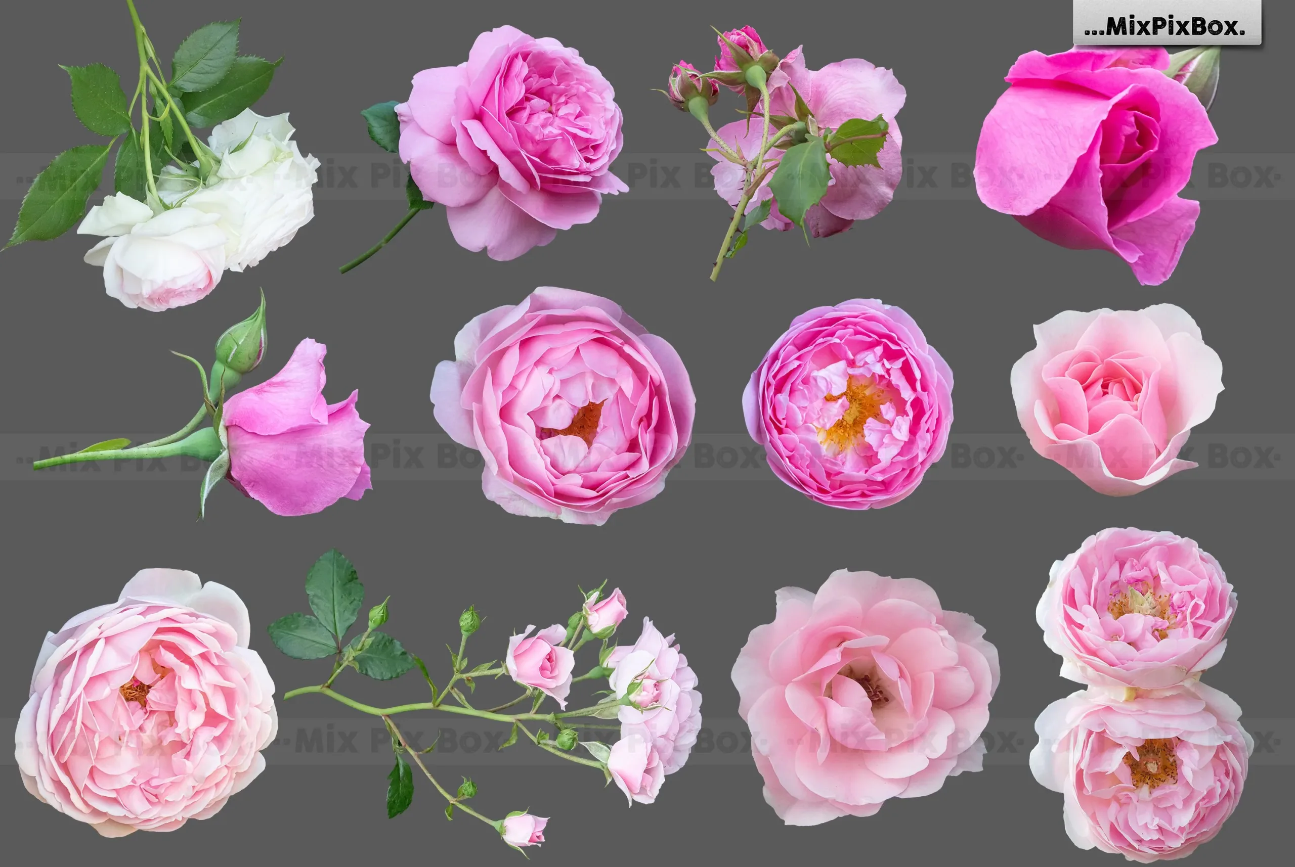 Roses Photo Overlays