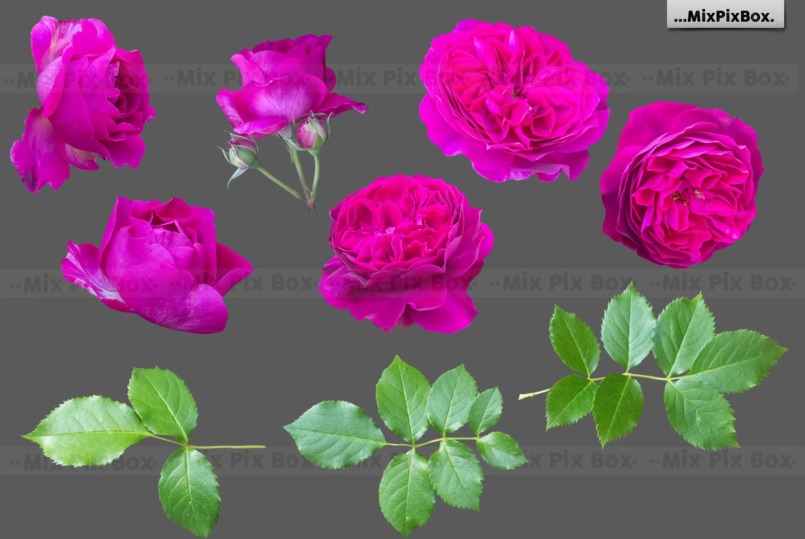 Roses Photo Overlays