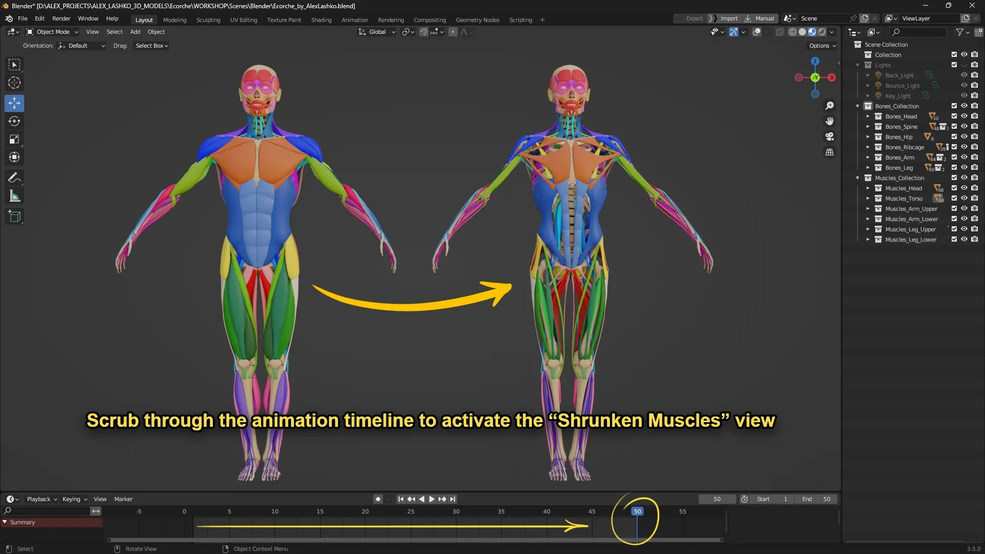 Muscle Anatomy Visualized - Ecorche