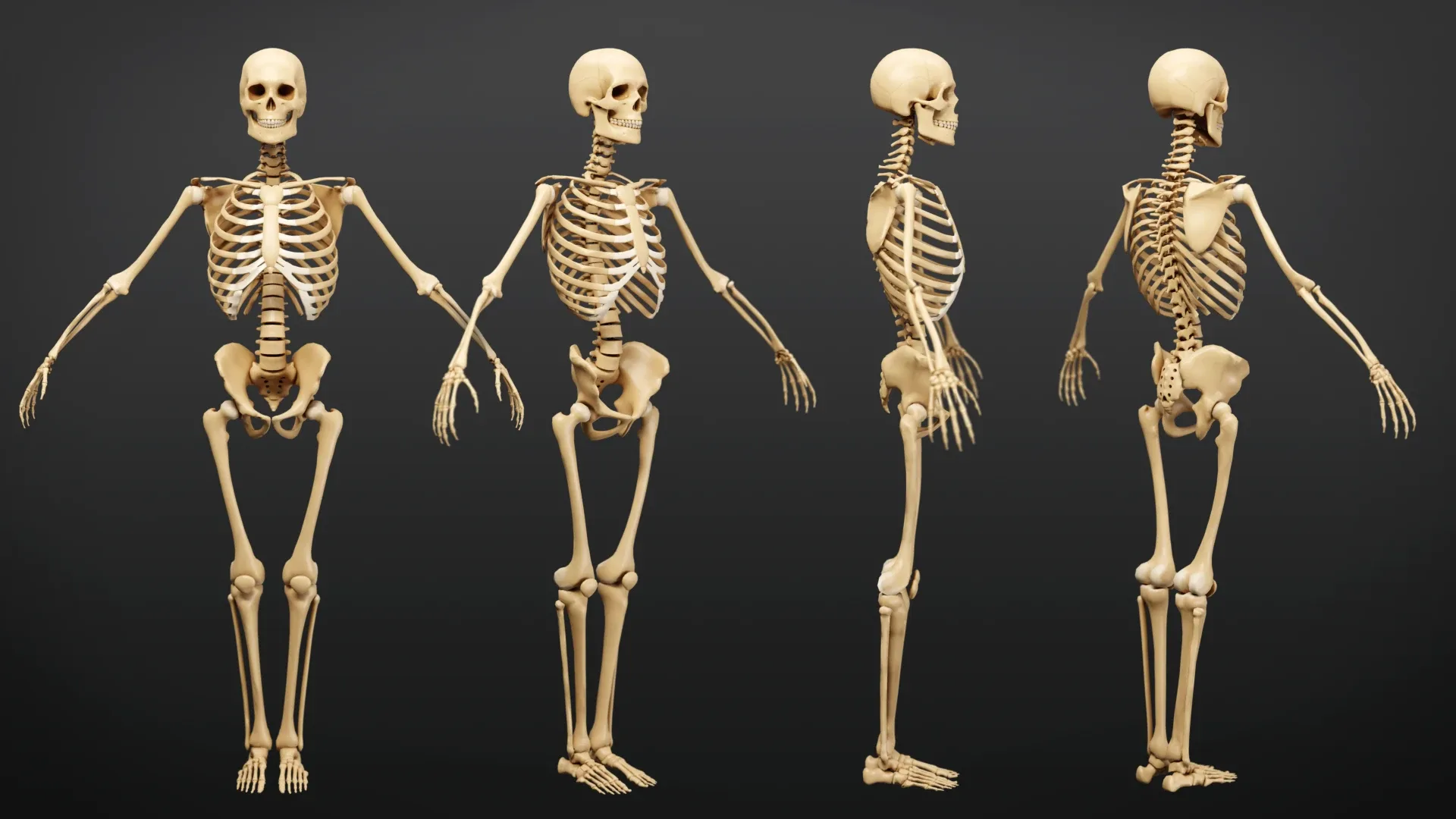 Muscle Anatomy Visualized - Ecorche