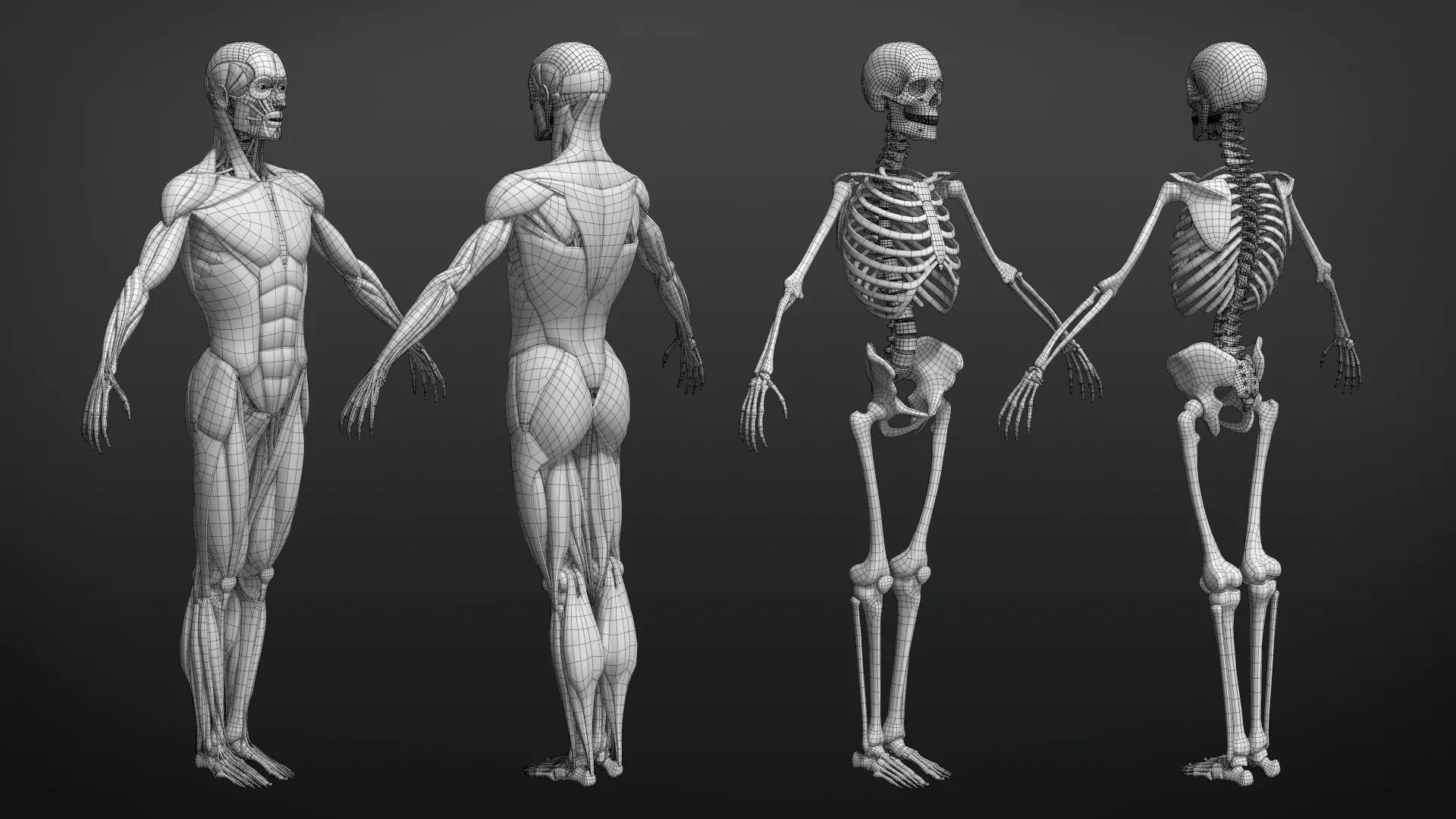 Muscle Anatomy Visualized - Ecorche