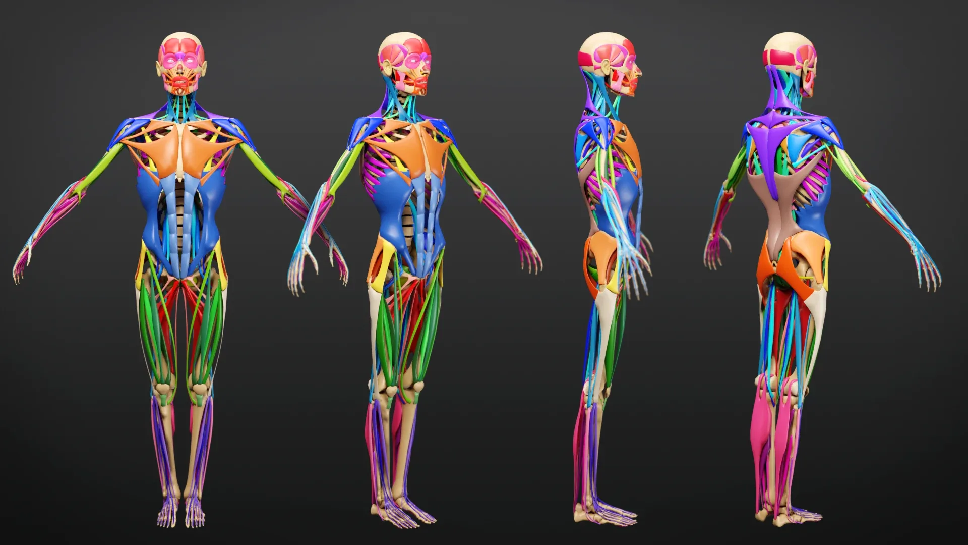 Muscle Anatomy Visualized - Ecorche