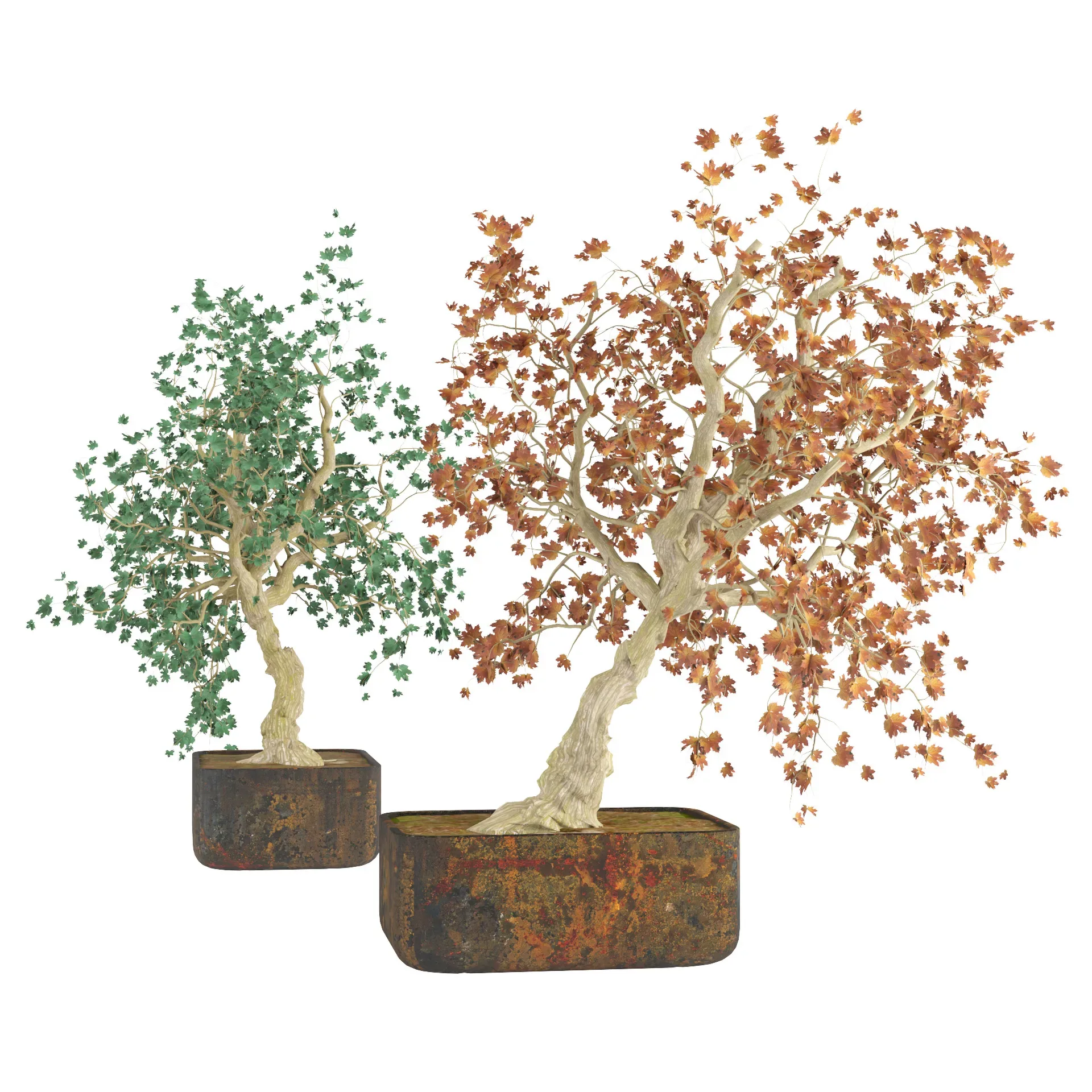fall and green bonny bonsai pot trees