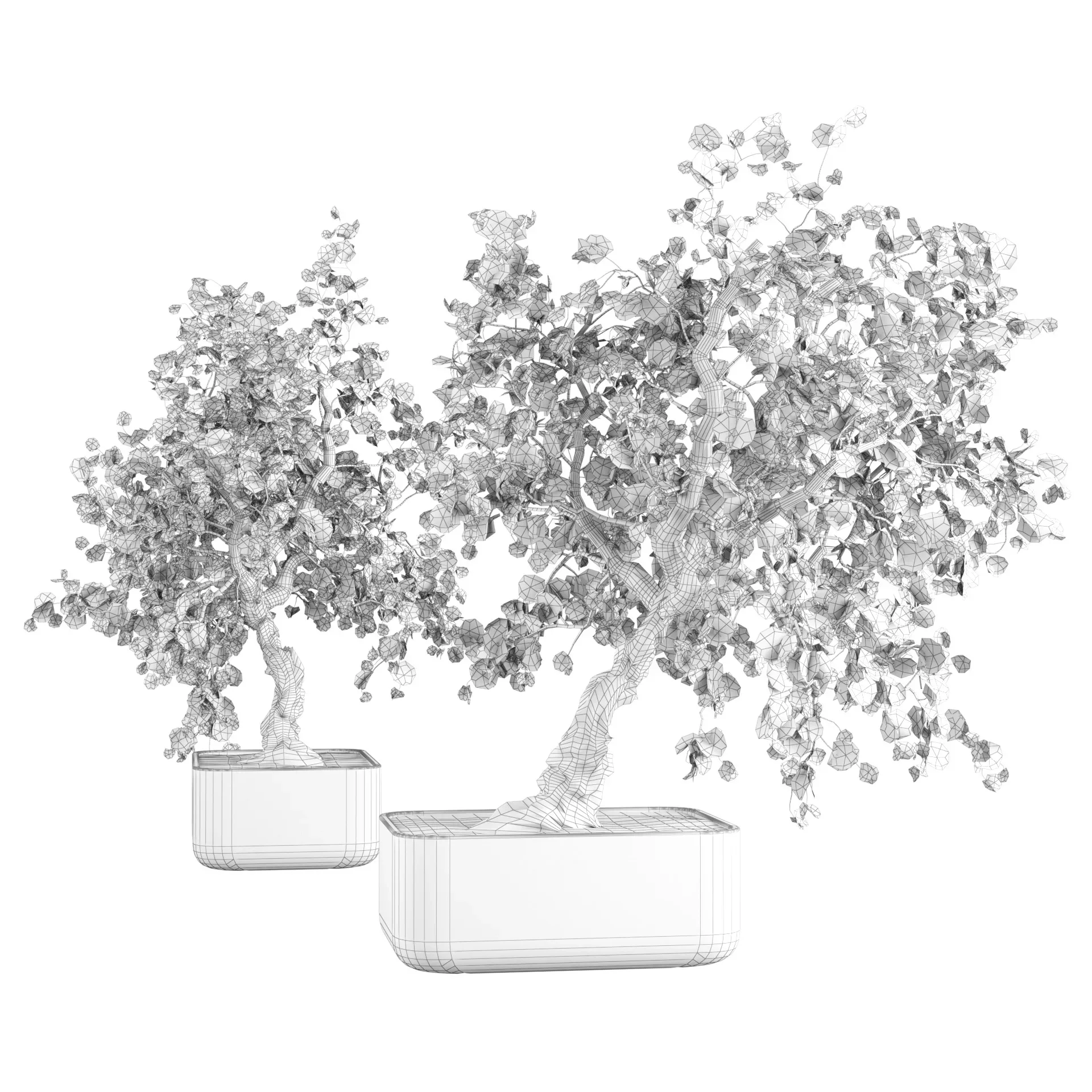 fall and green bonny bonsai pot trees