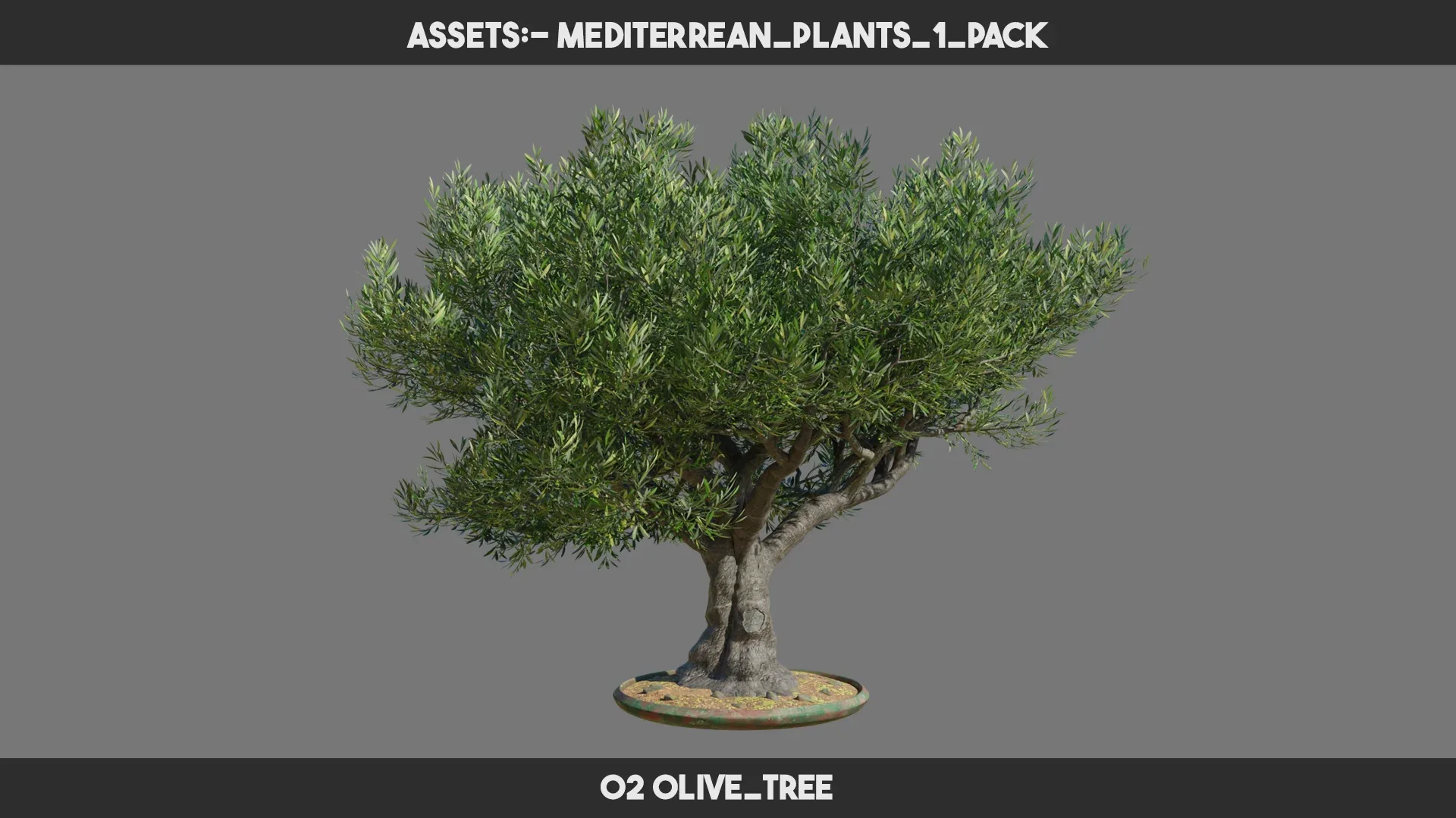 Mediterrean Plants 1 PACK