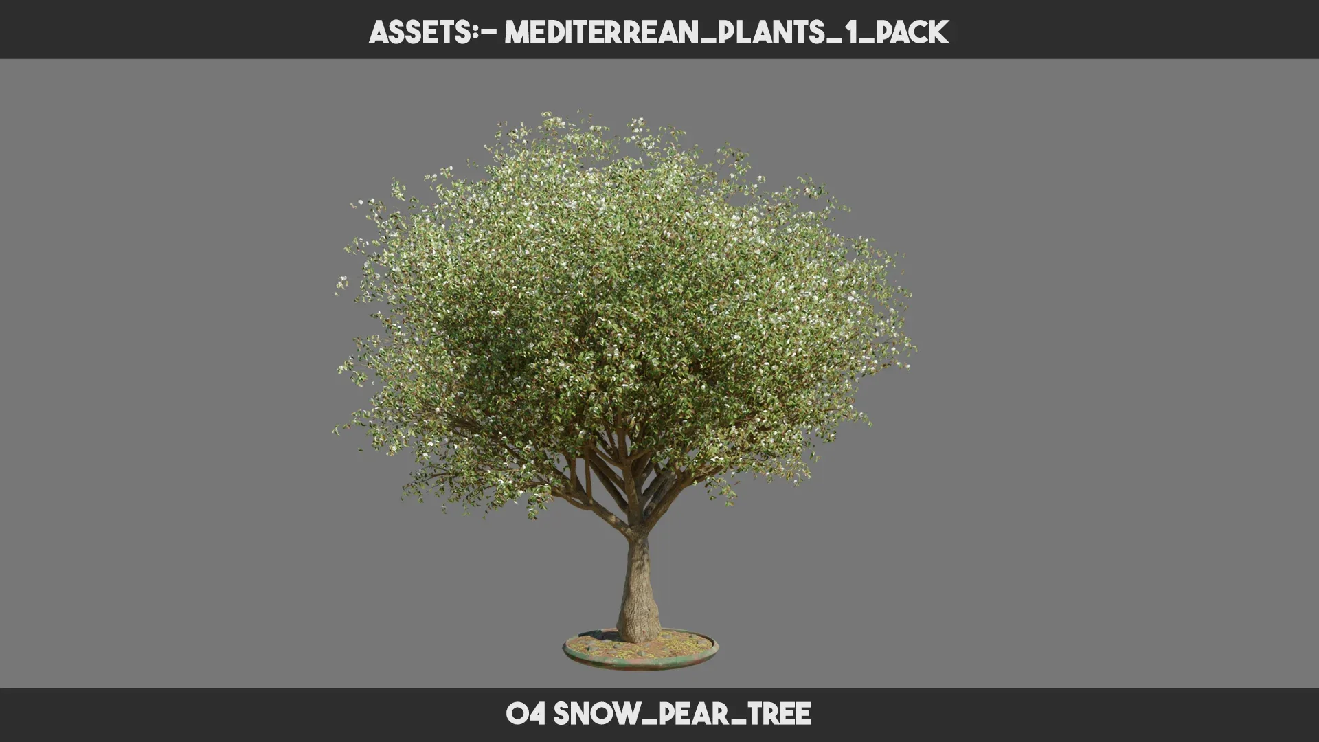 Mediterrean Plants 1 PACK