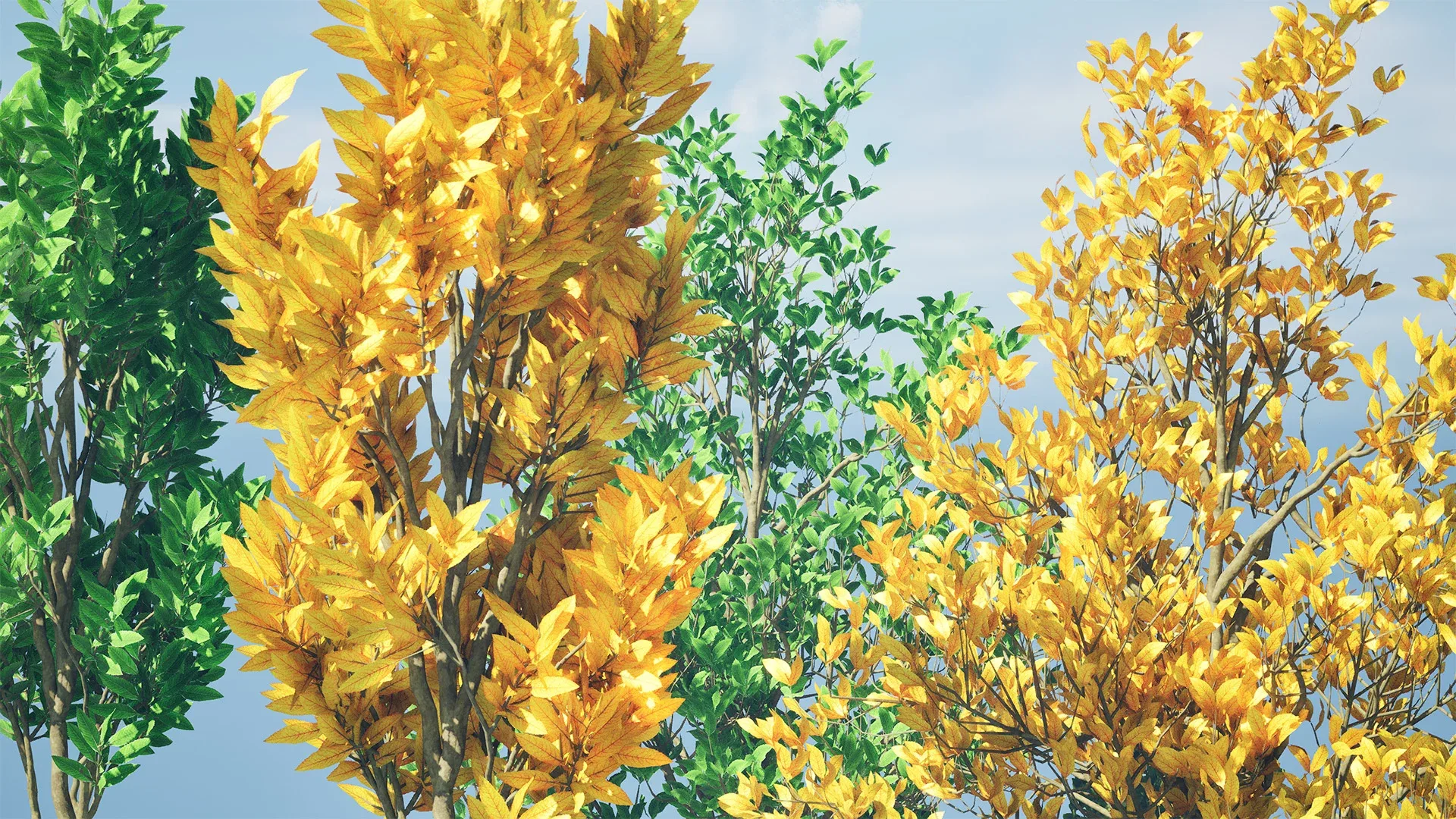 Fall and green Foliage Saplings