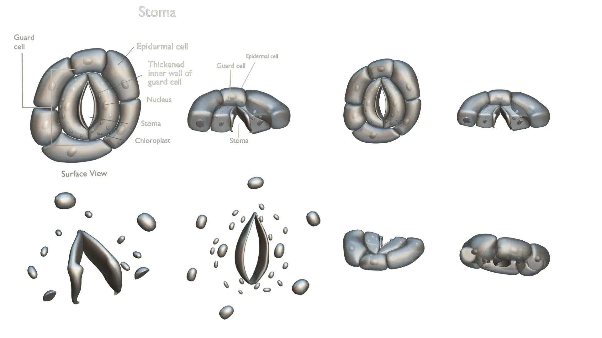 Plant Stomata Structure