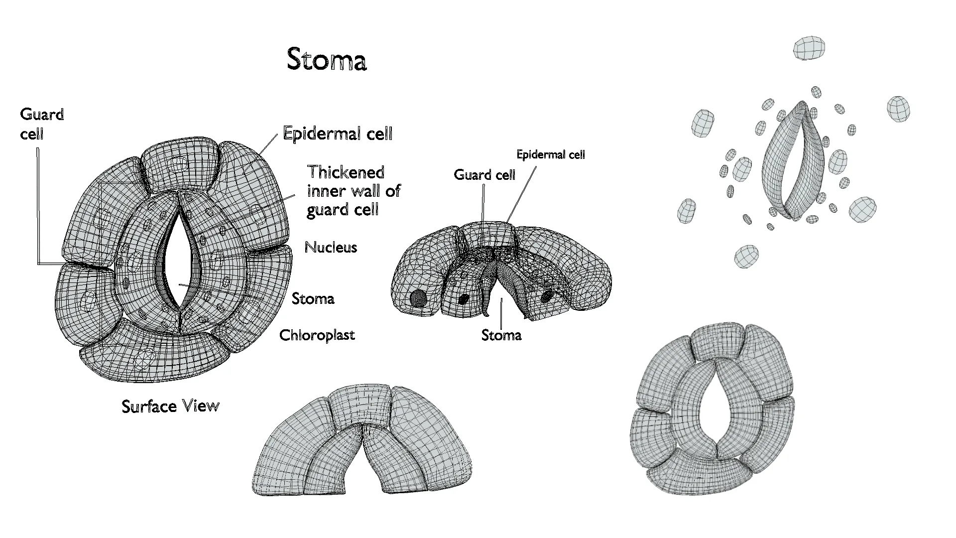 Plant Stomata Structure