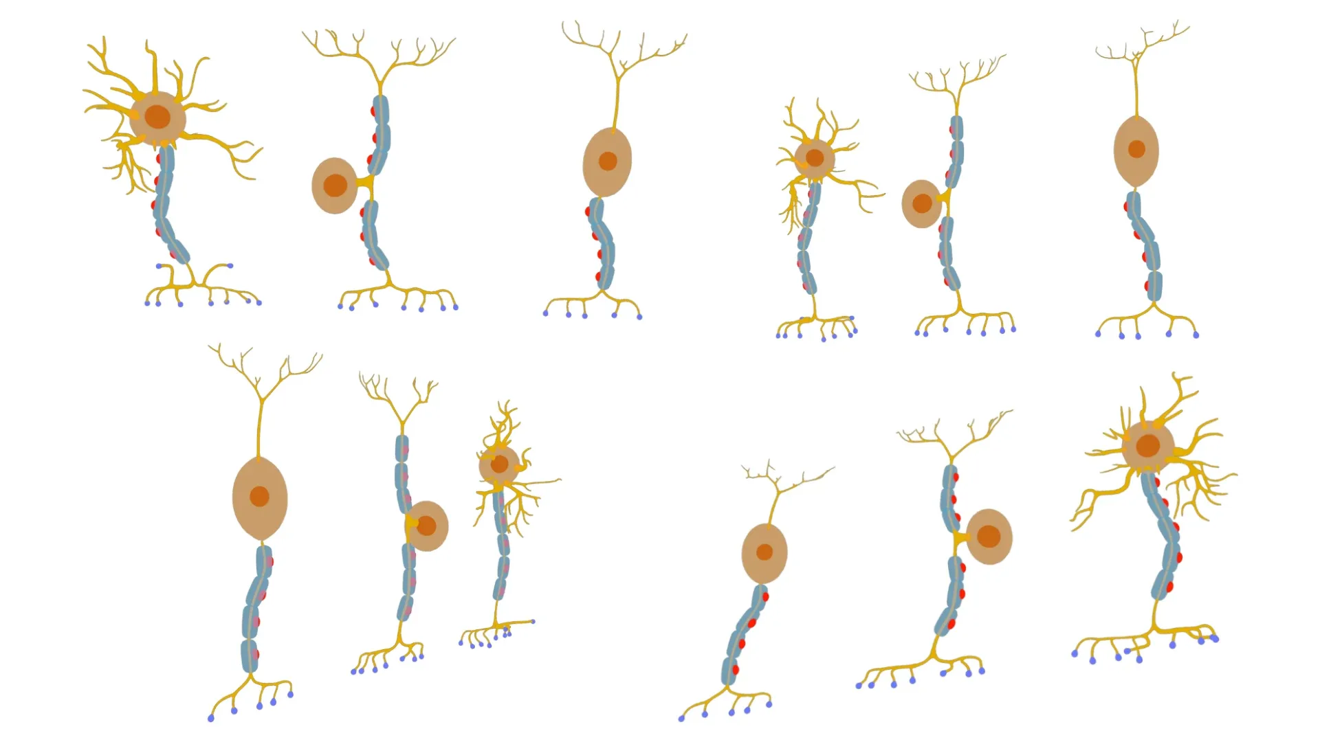 Types of Neurons