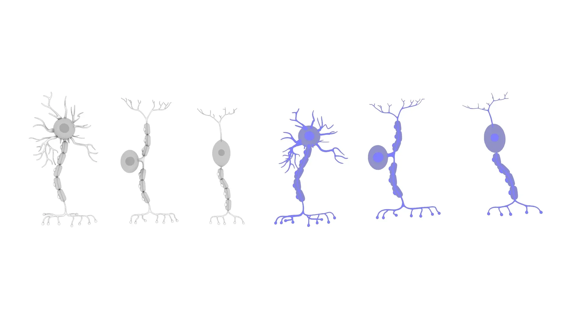 Types of Neurons