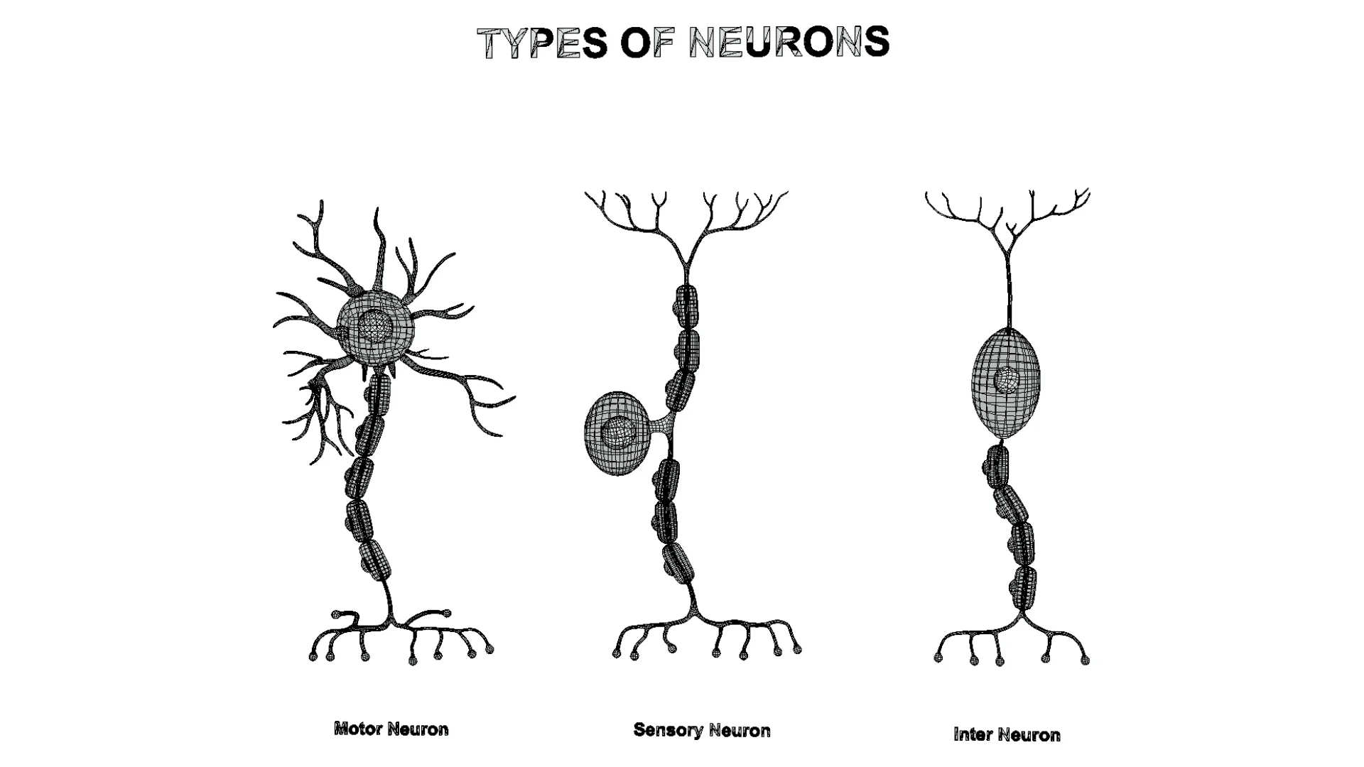 Types of Neurons