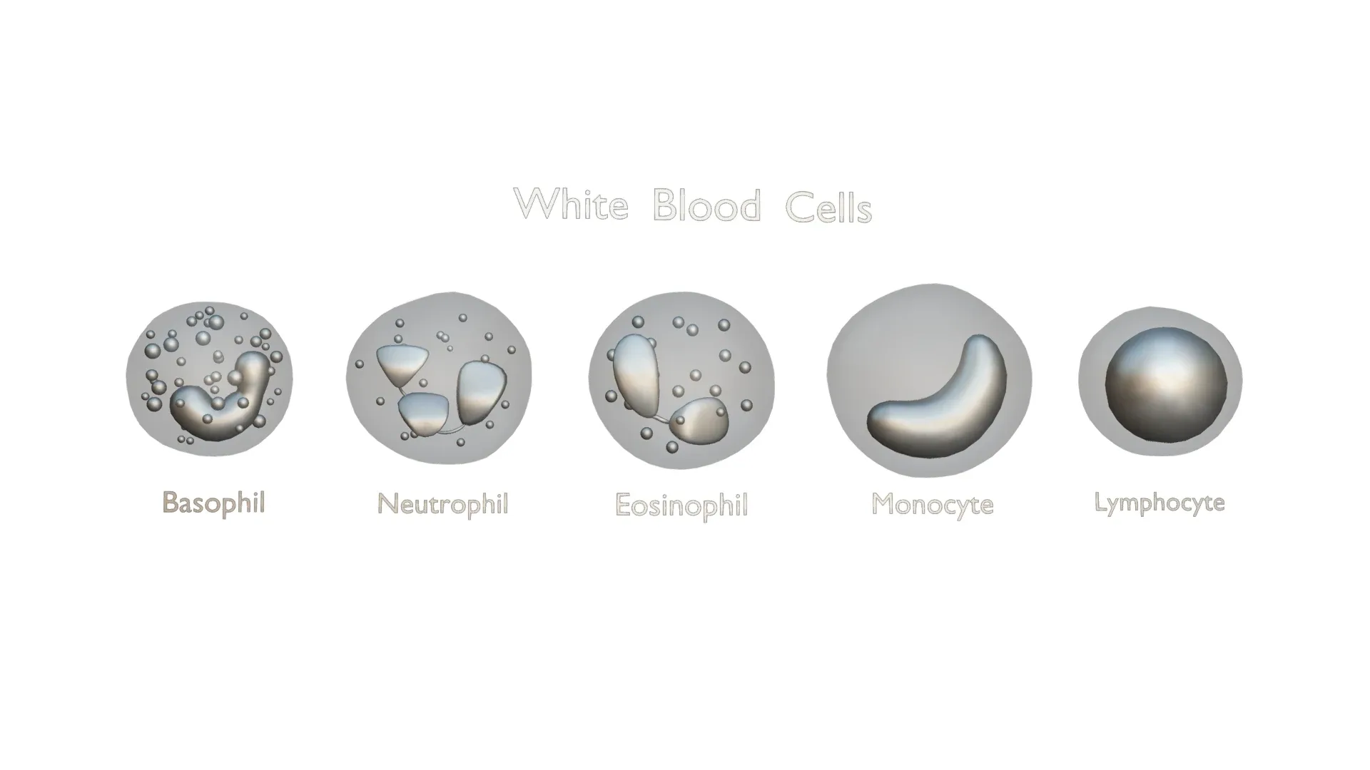 White Blood Cells