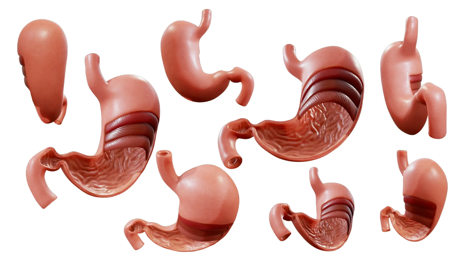 Stomach Cross Section Anatomy