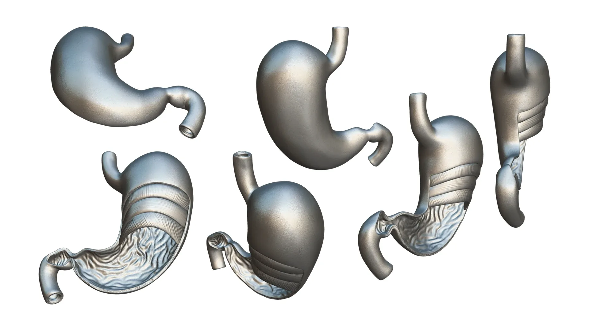 Stomach Cross Section Anatomy