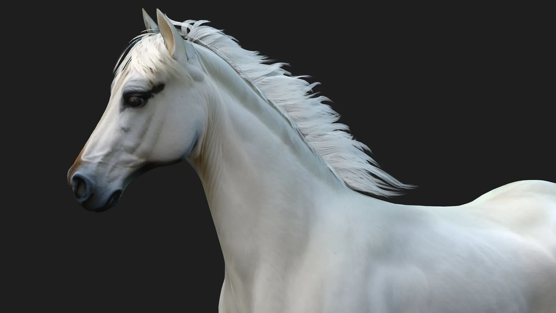 Horse_A5