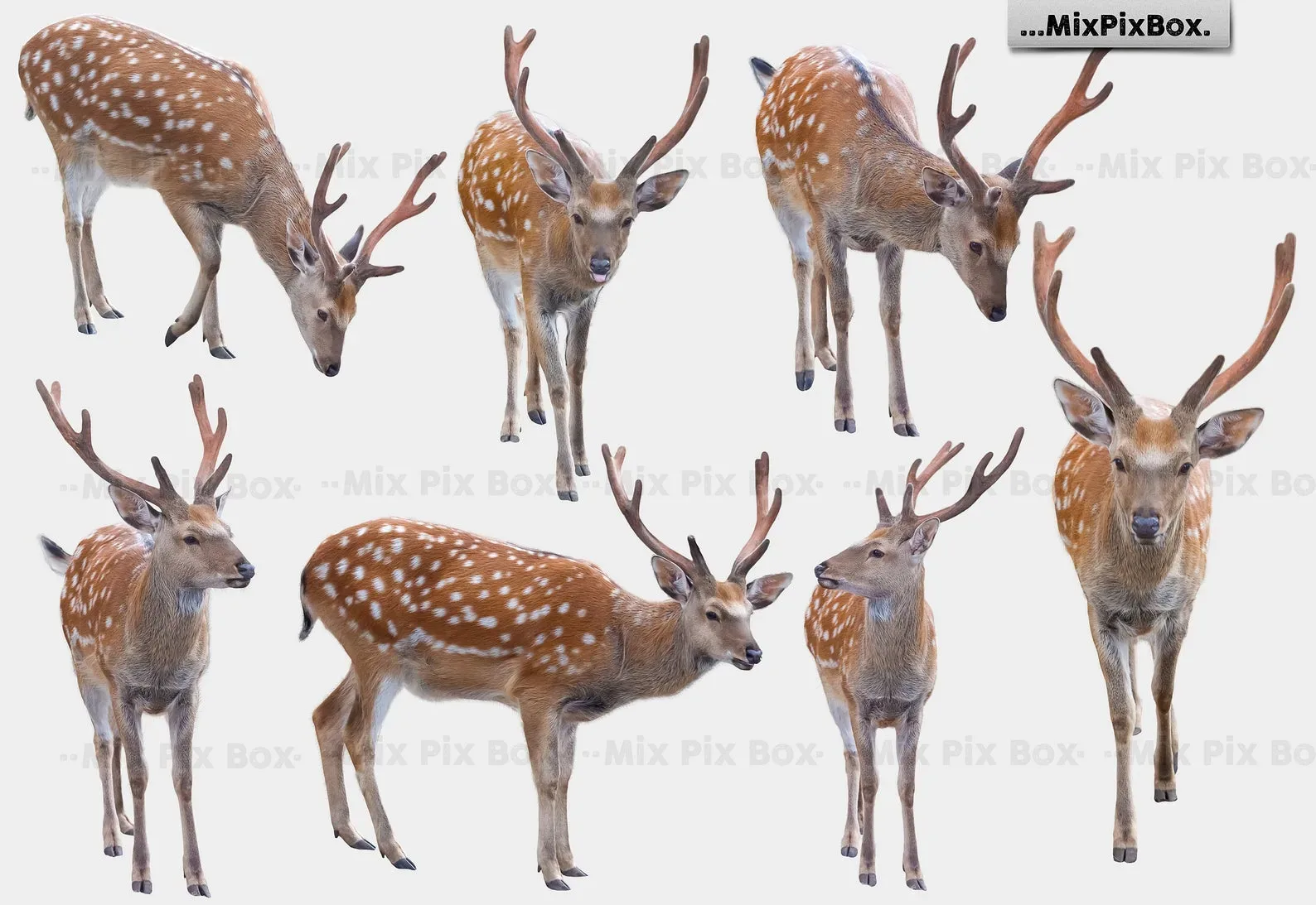 Deer Photo Overlays