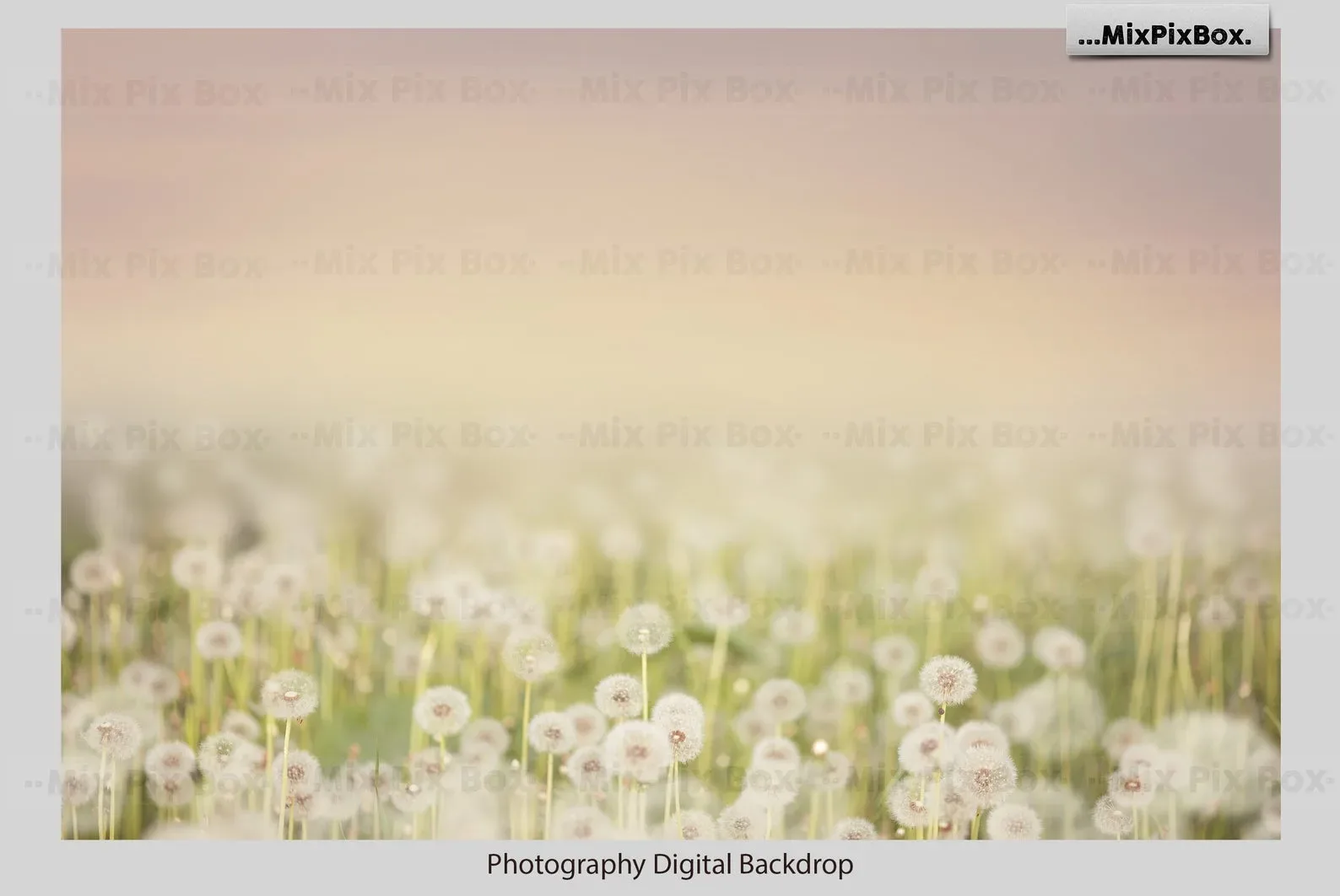 Dandelion Overlays